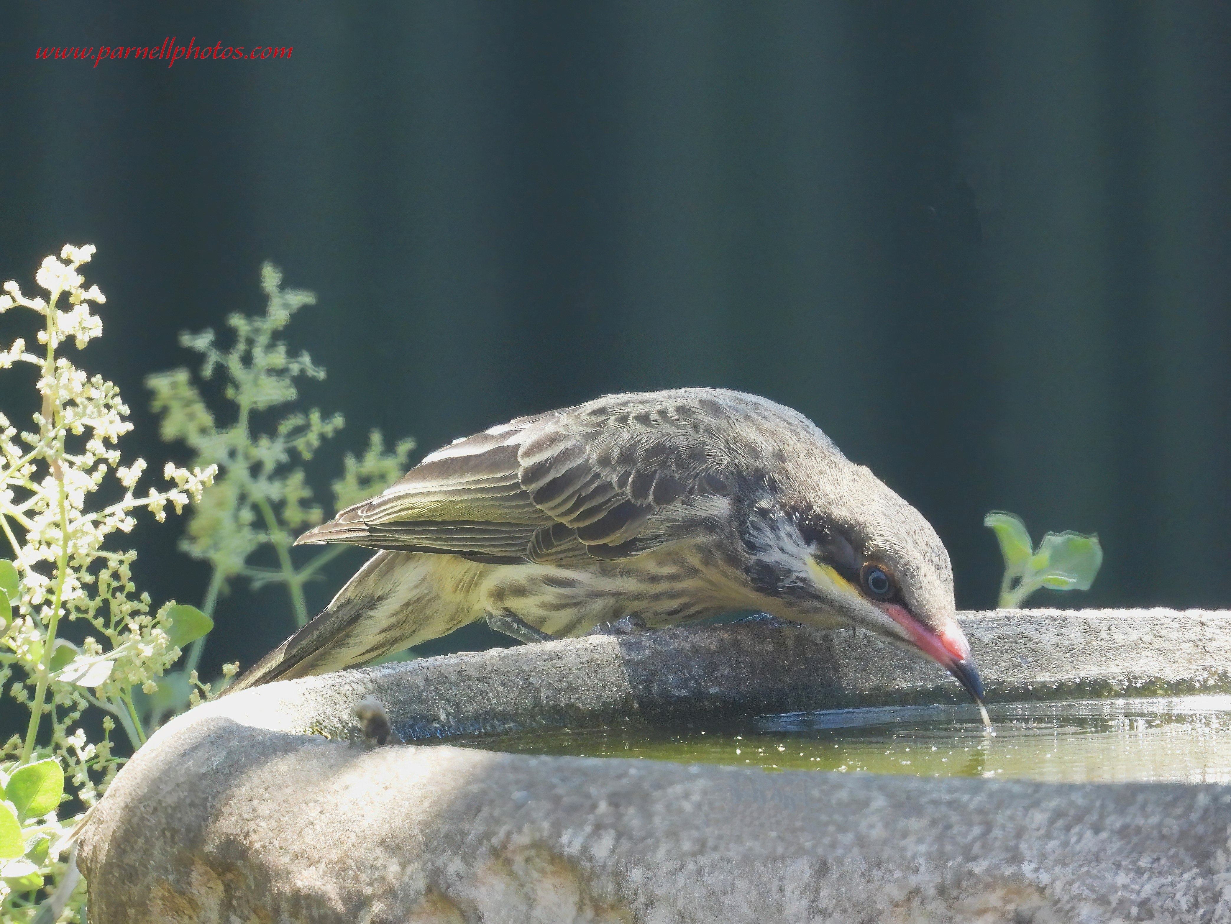 Spiny-cheeked Honeyeater Drinking