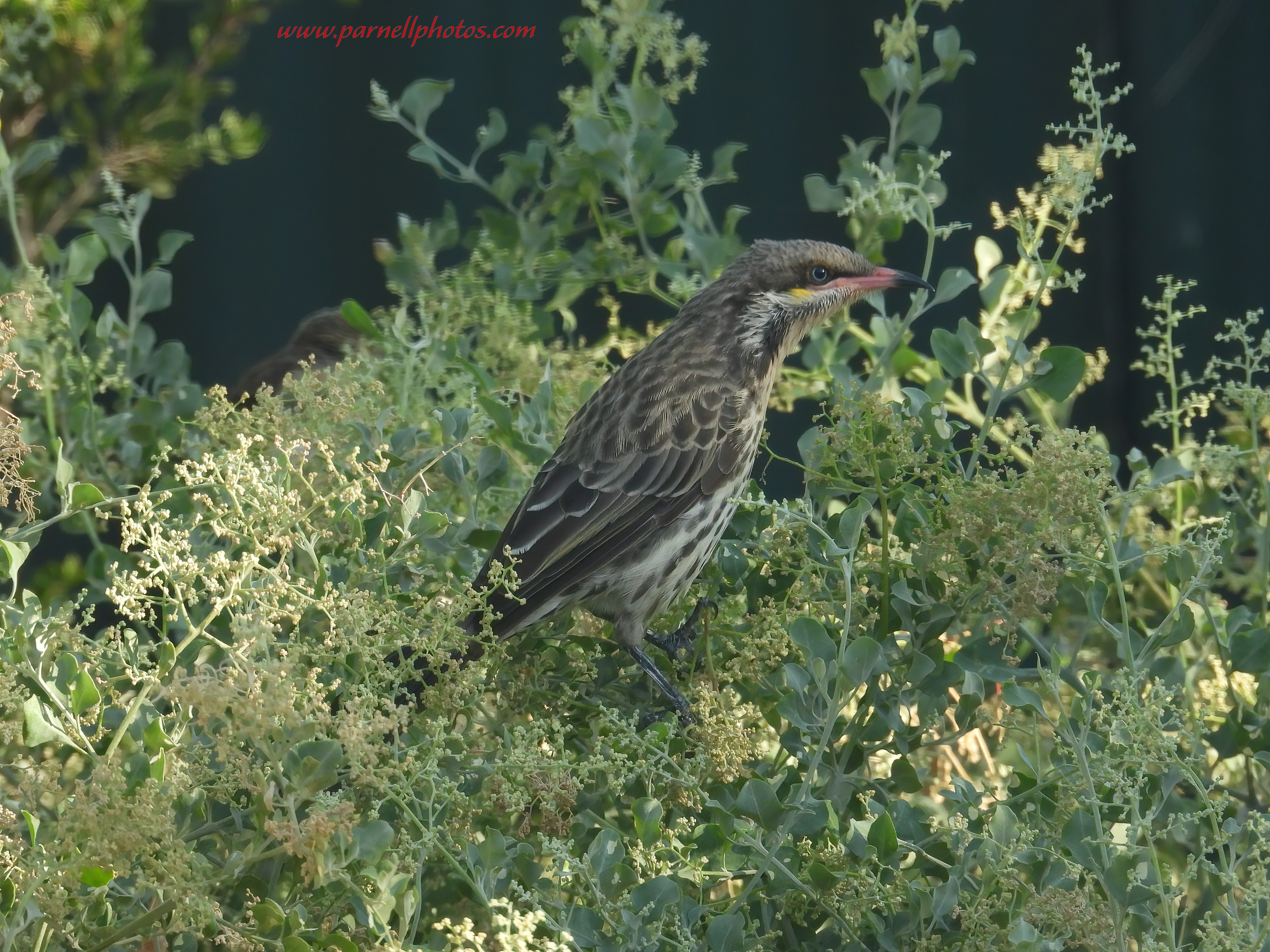 Spiny-cheeked Honeyeater in Garden 