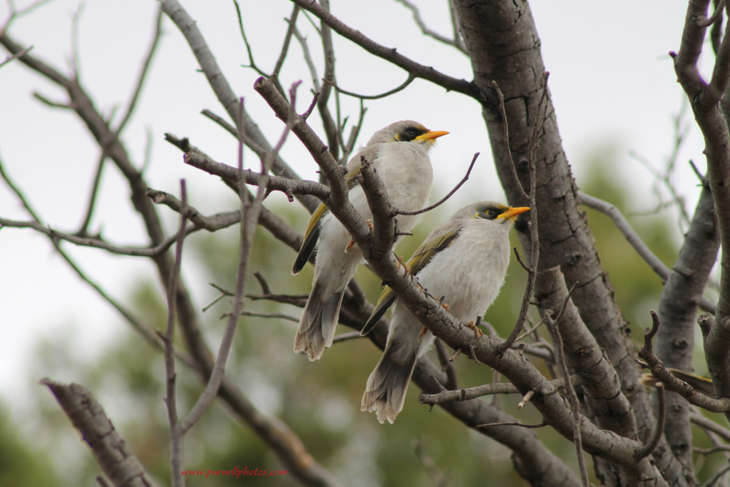 Sweet Little Miner Birds