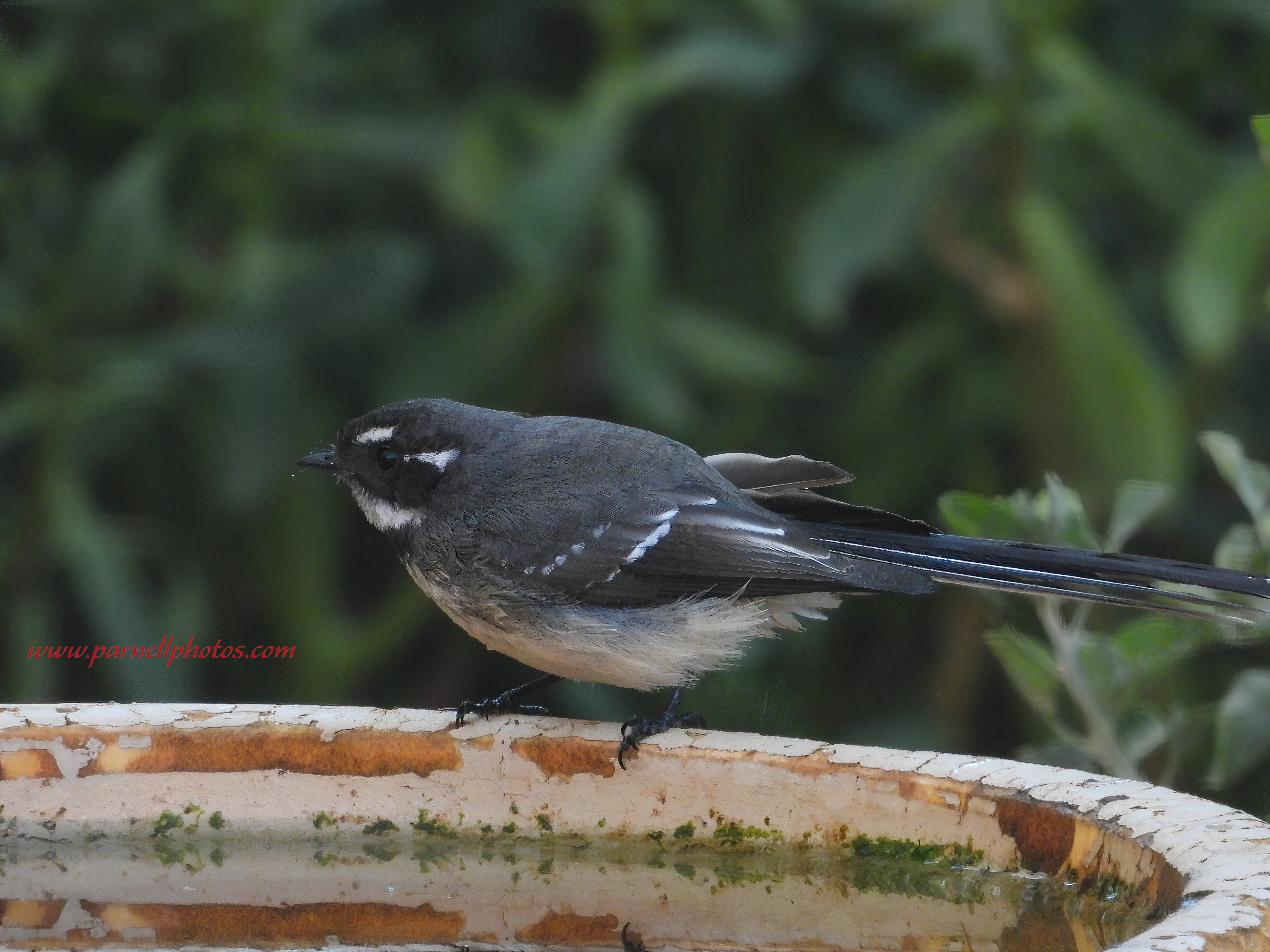 Thirsty Grey Fantail