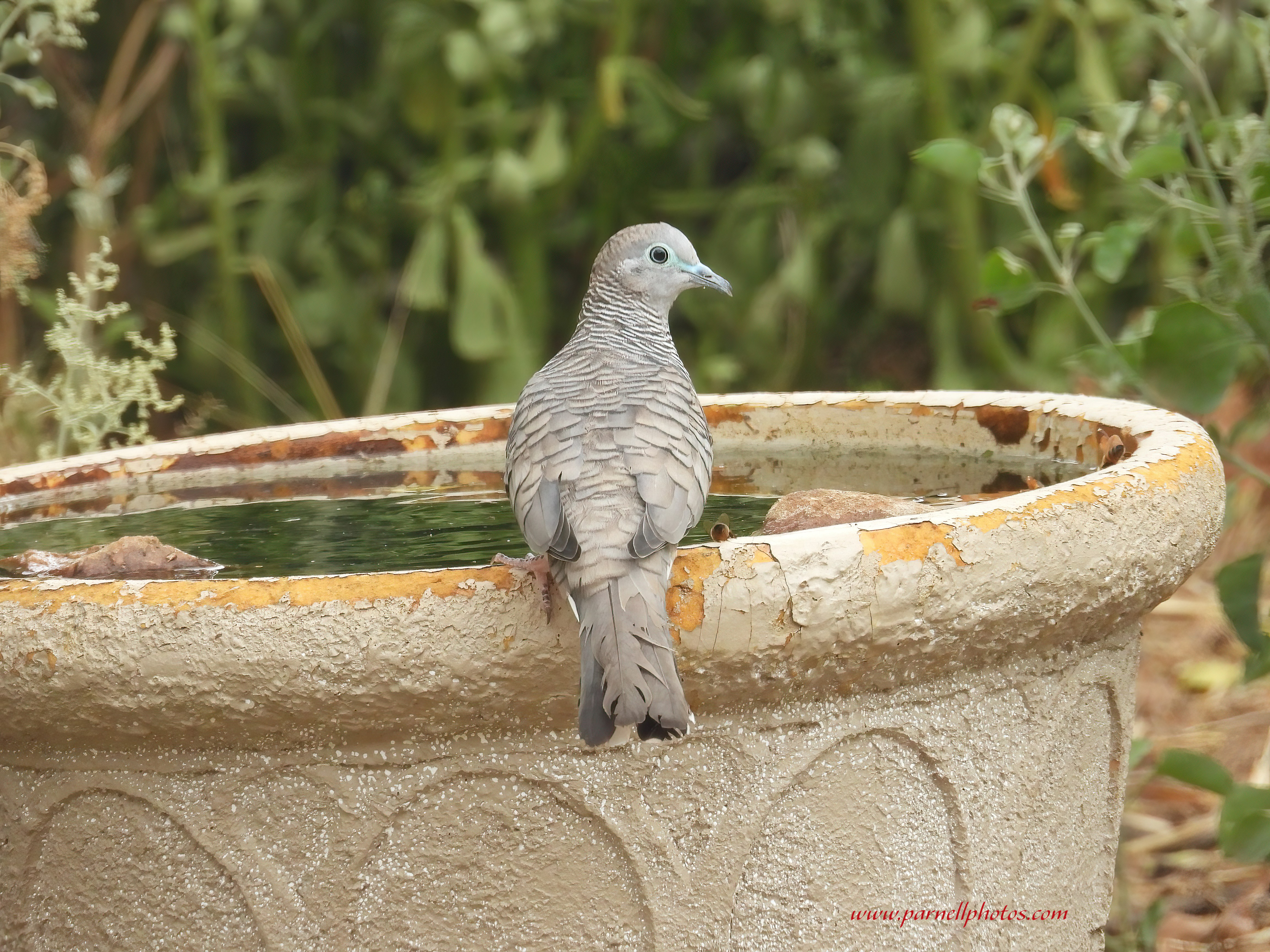 Thirsty Peaceful Dove