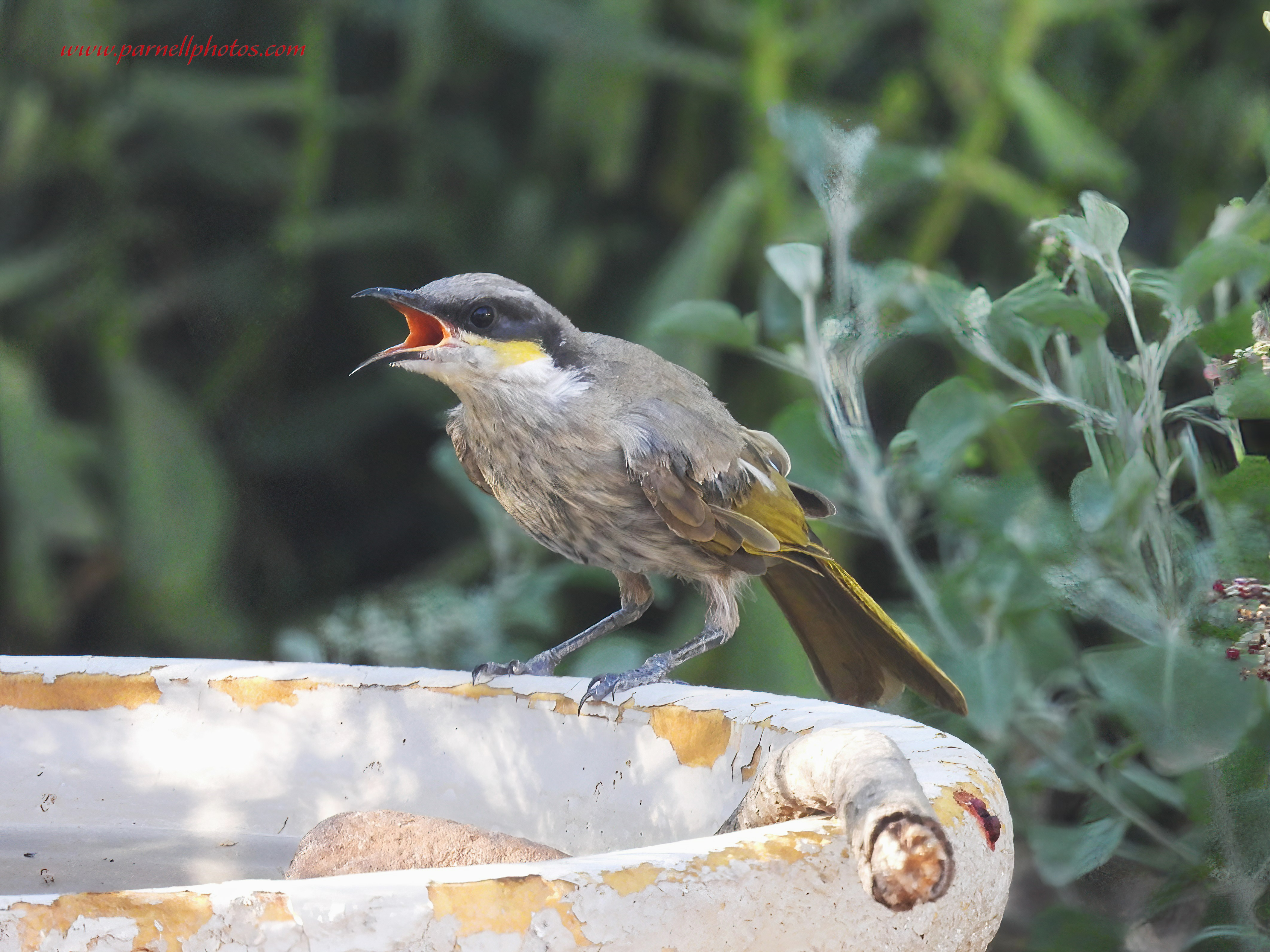 Thirsty Singing Honeyeater