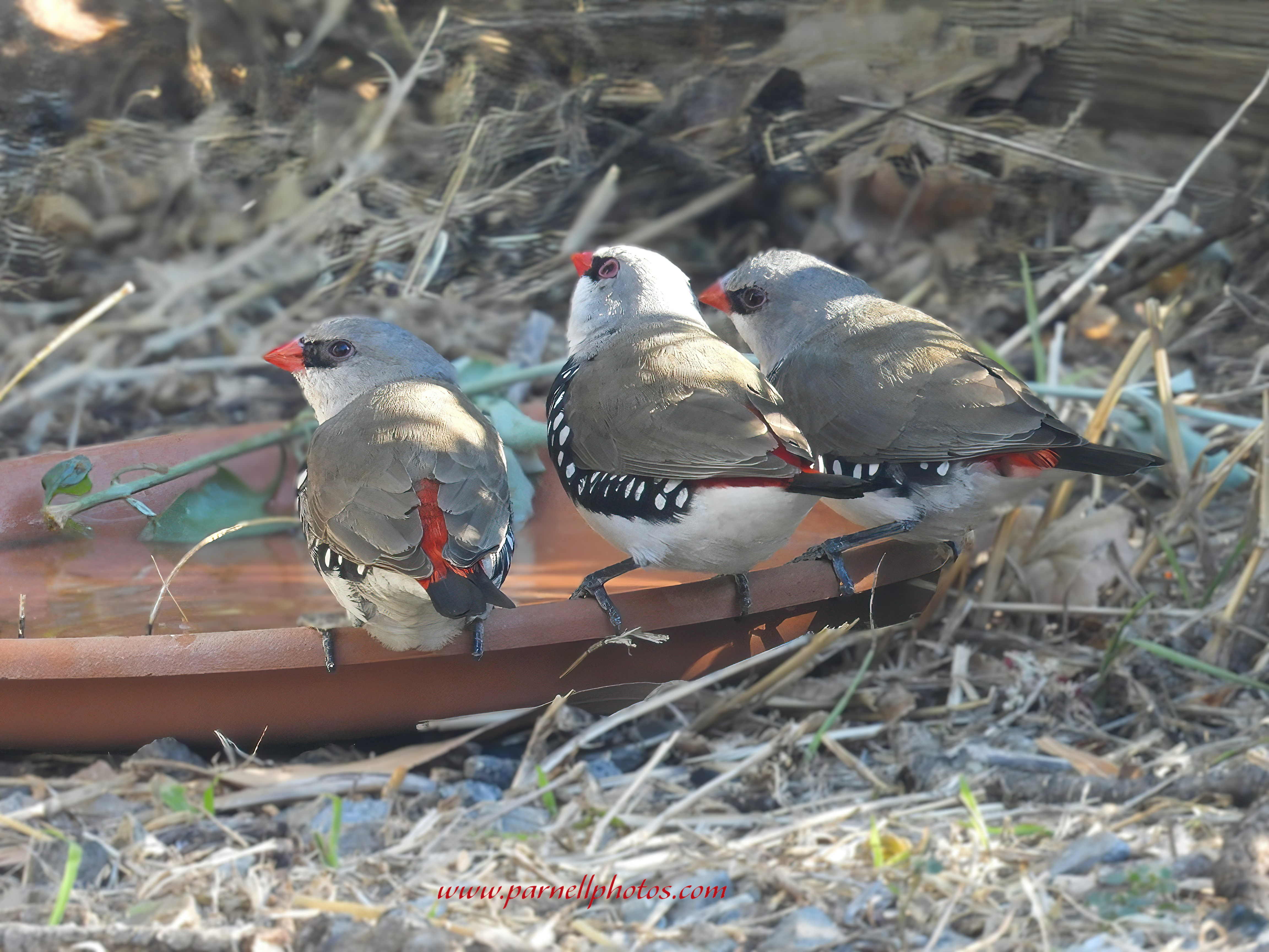 Three Diamond Firetails at Saucer