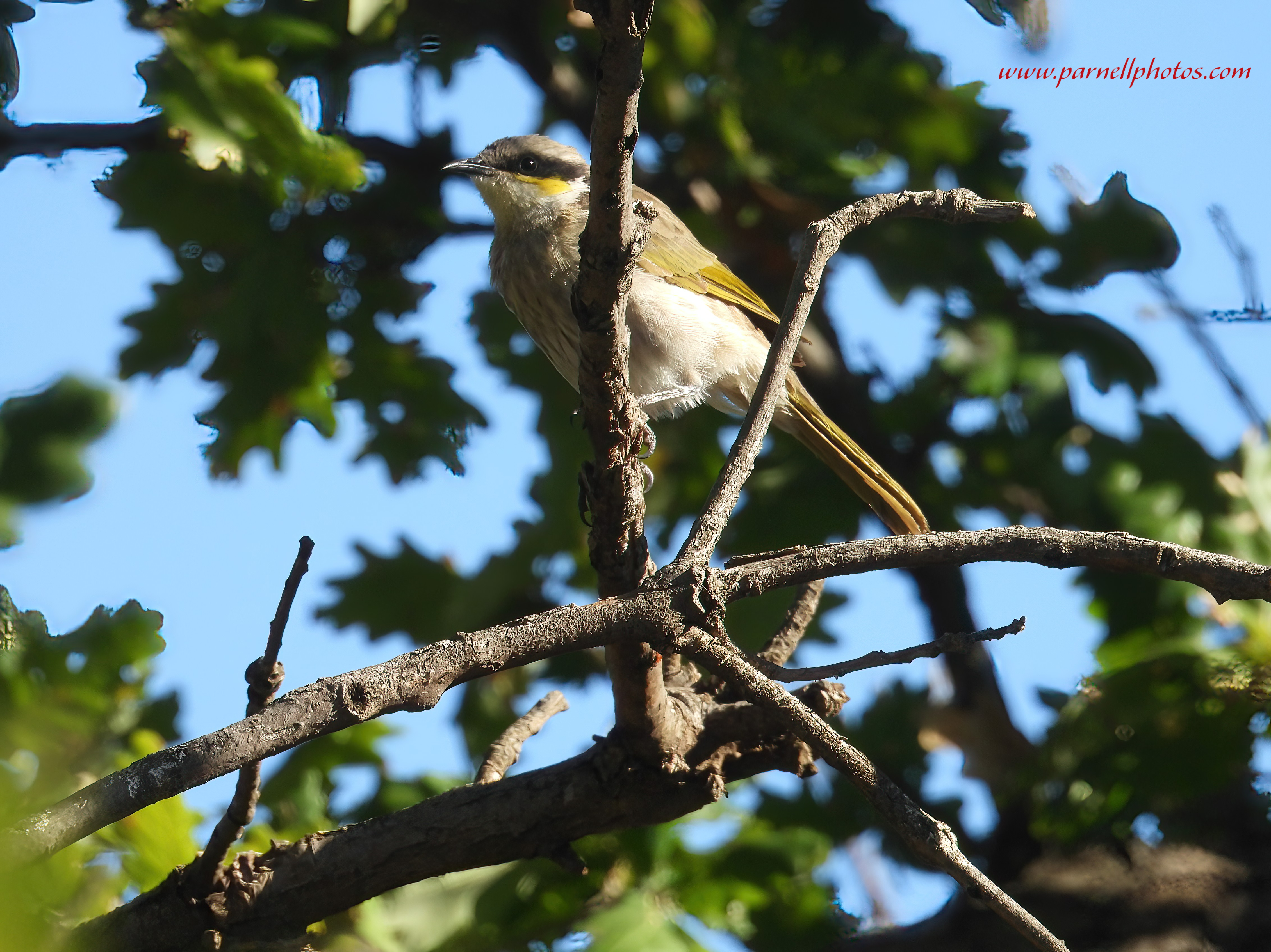 Tiny Singing Honeyeater