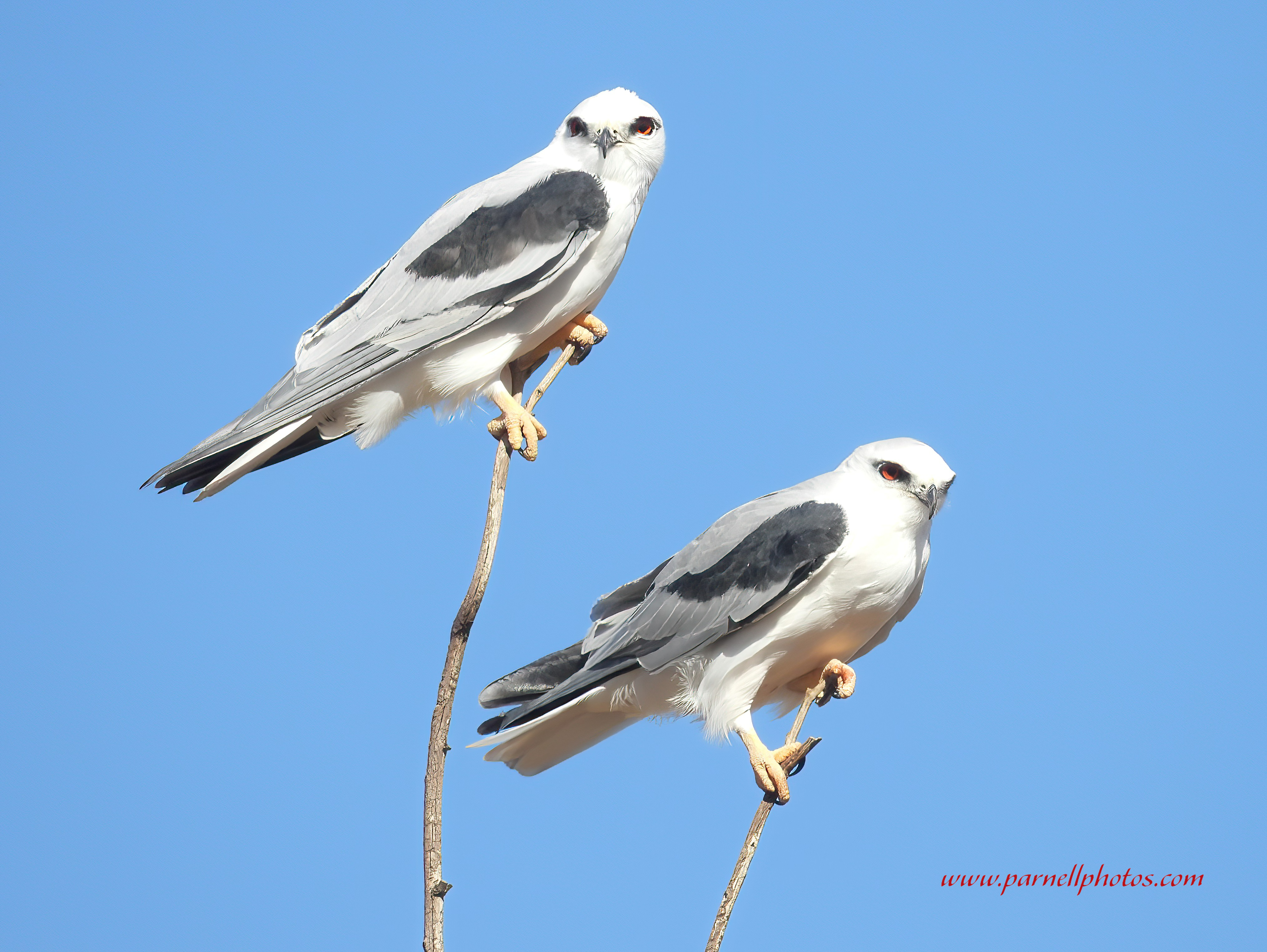 Two Black-shouldered Kites