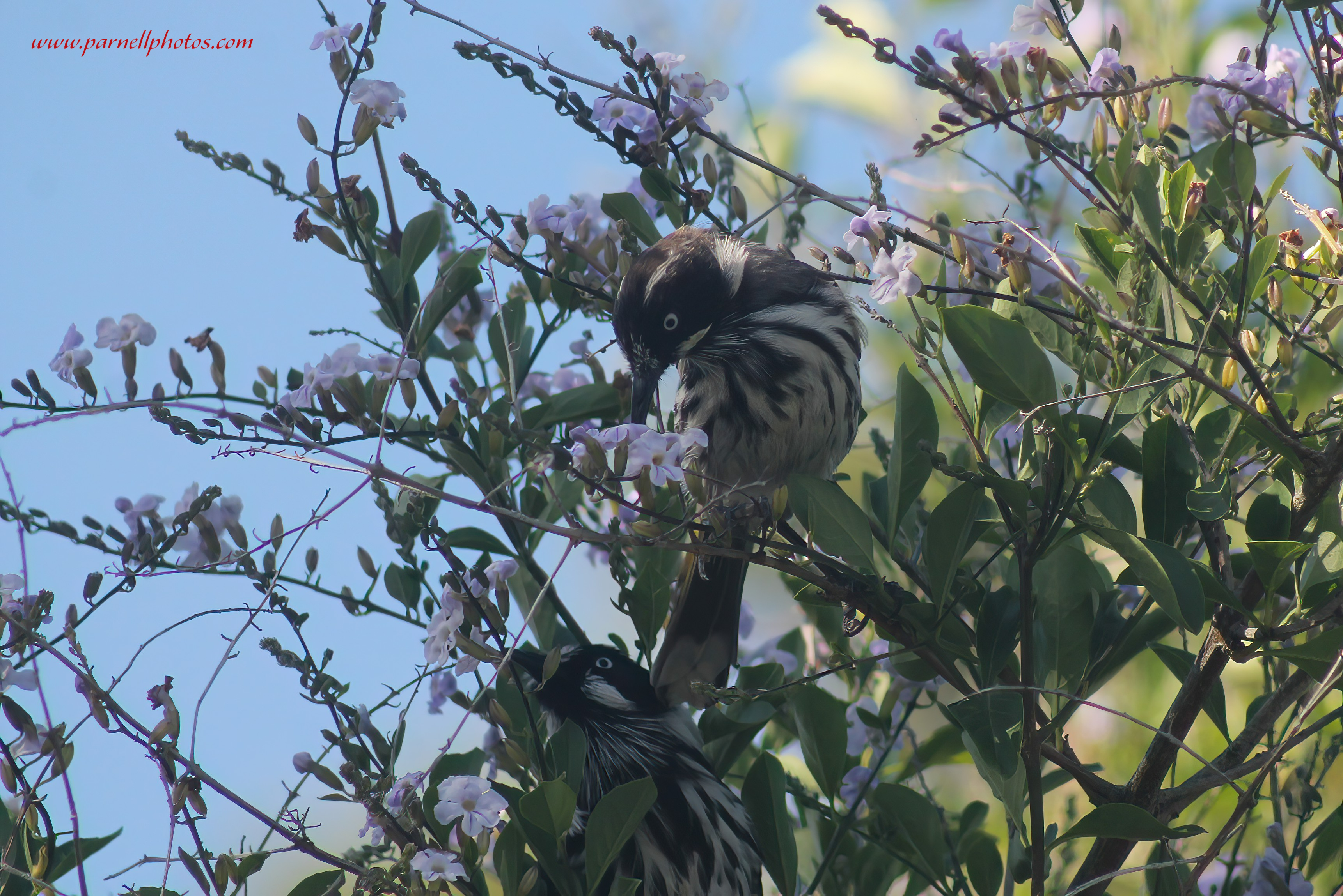 Two New Holland Honeyeaters