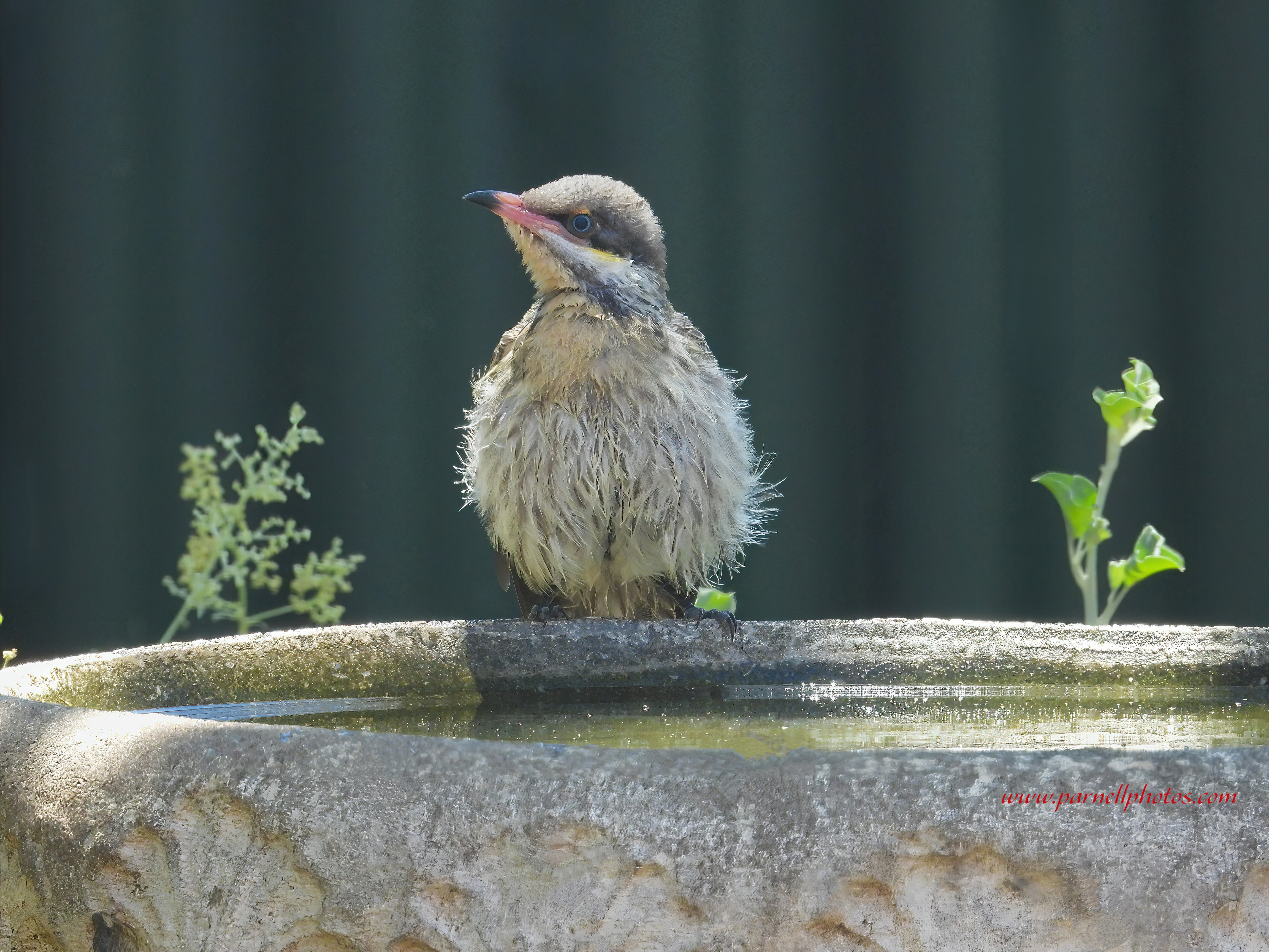 Very Wet Spiny-cheeked Honeyeater