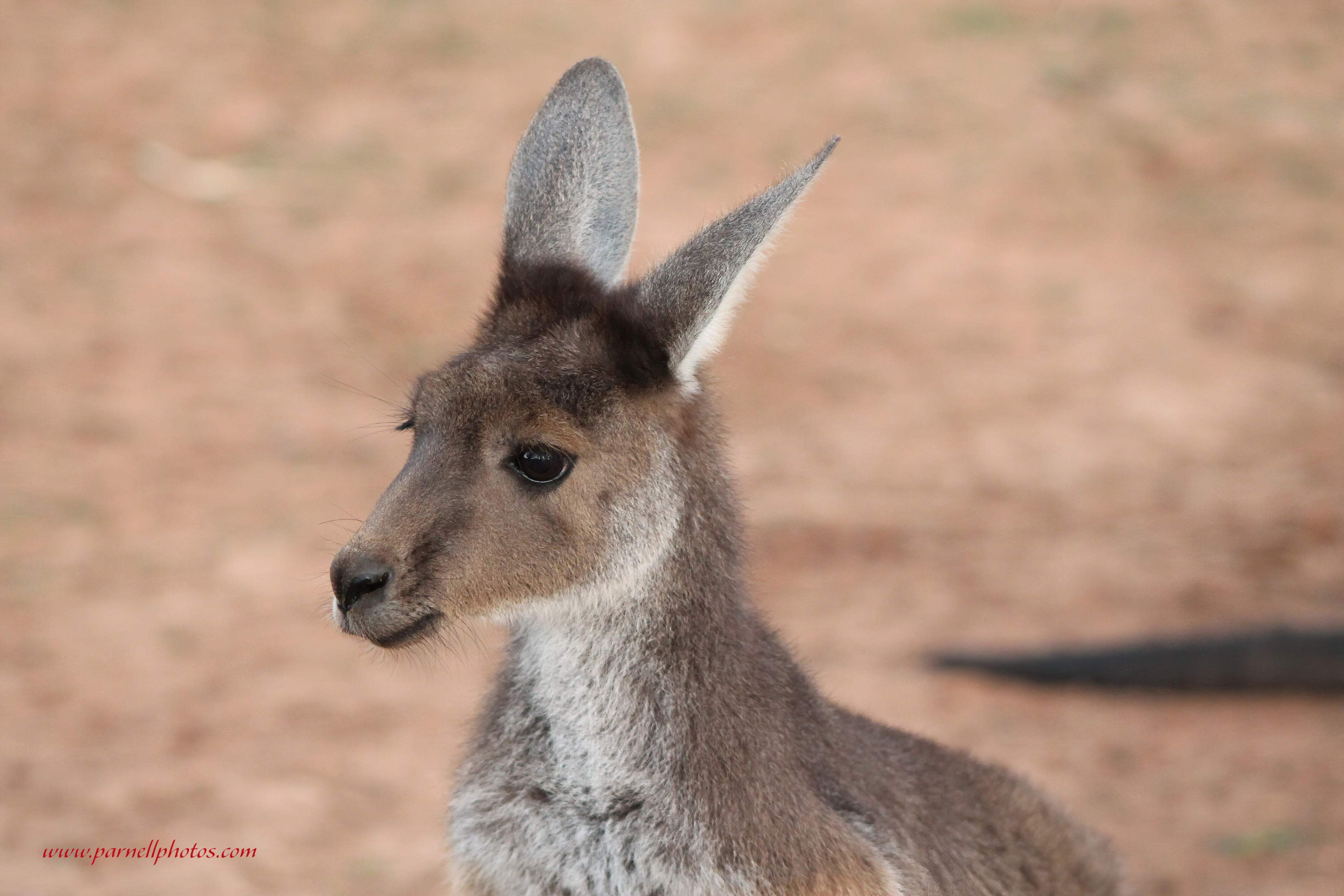 Western Grey Kangaroo Juvenile