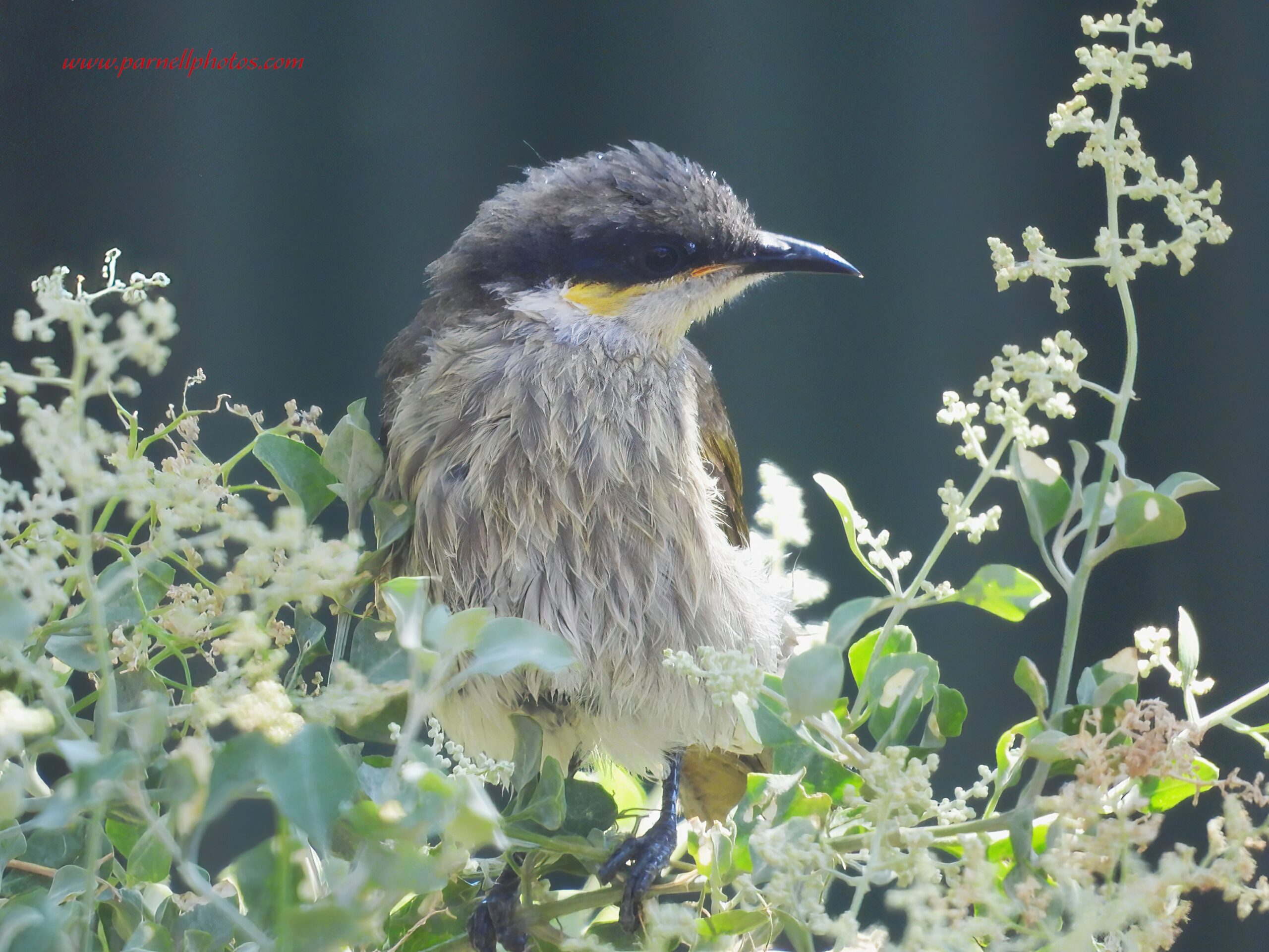 Wet Little Singing Honeyeater