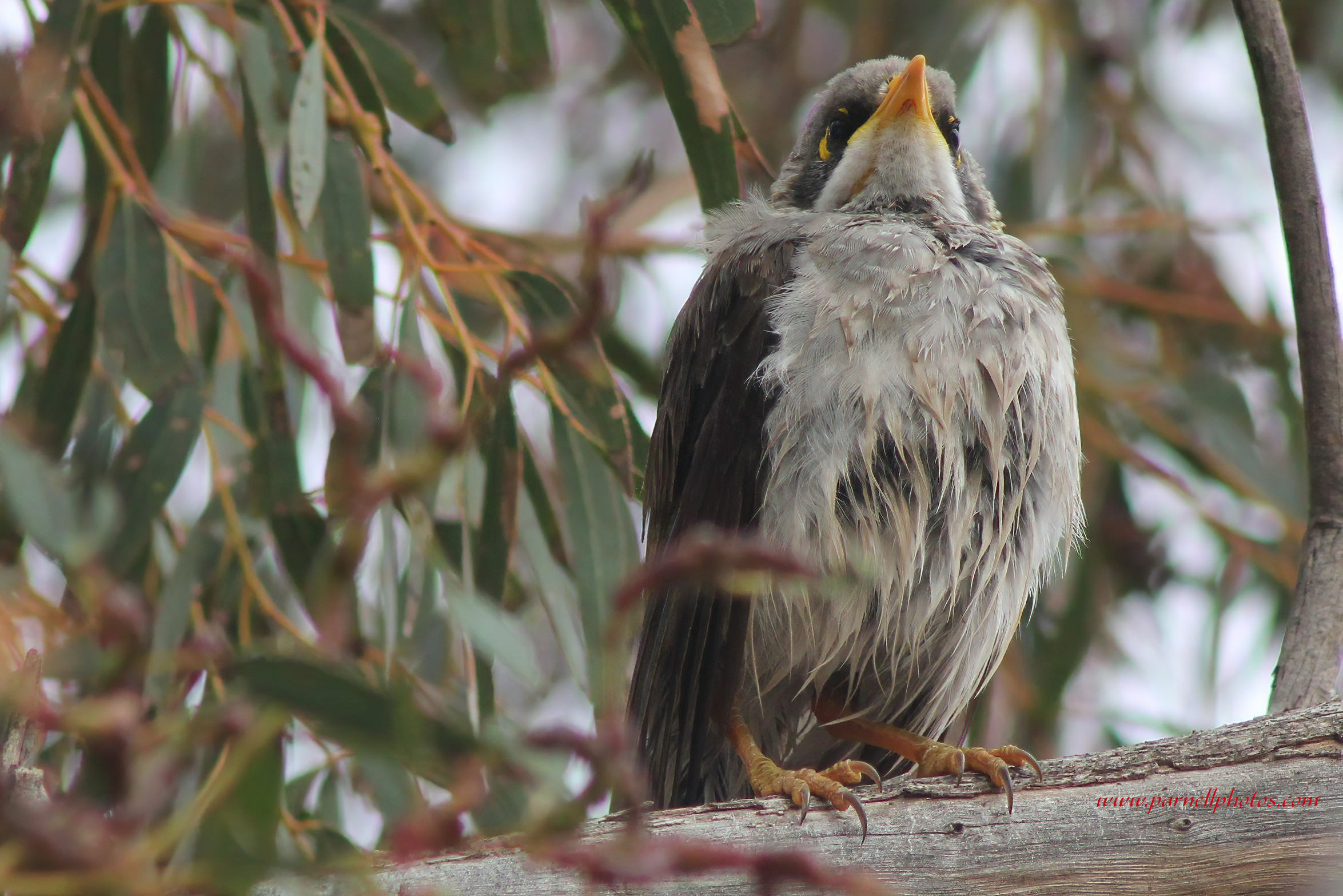 Wet Baby Miner Bird