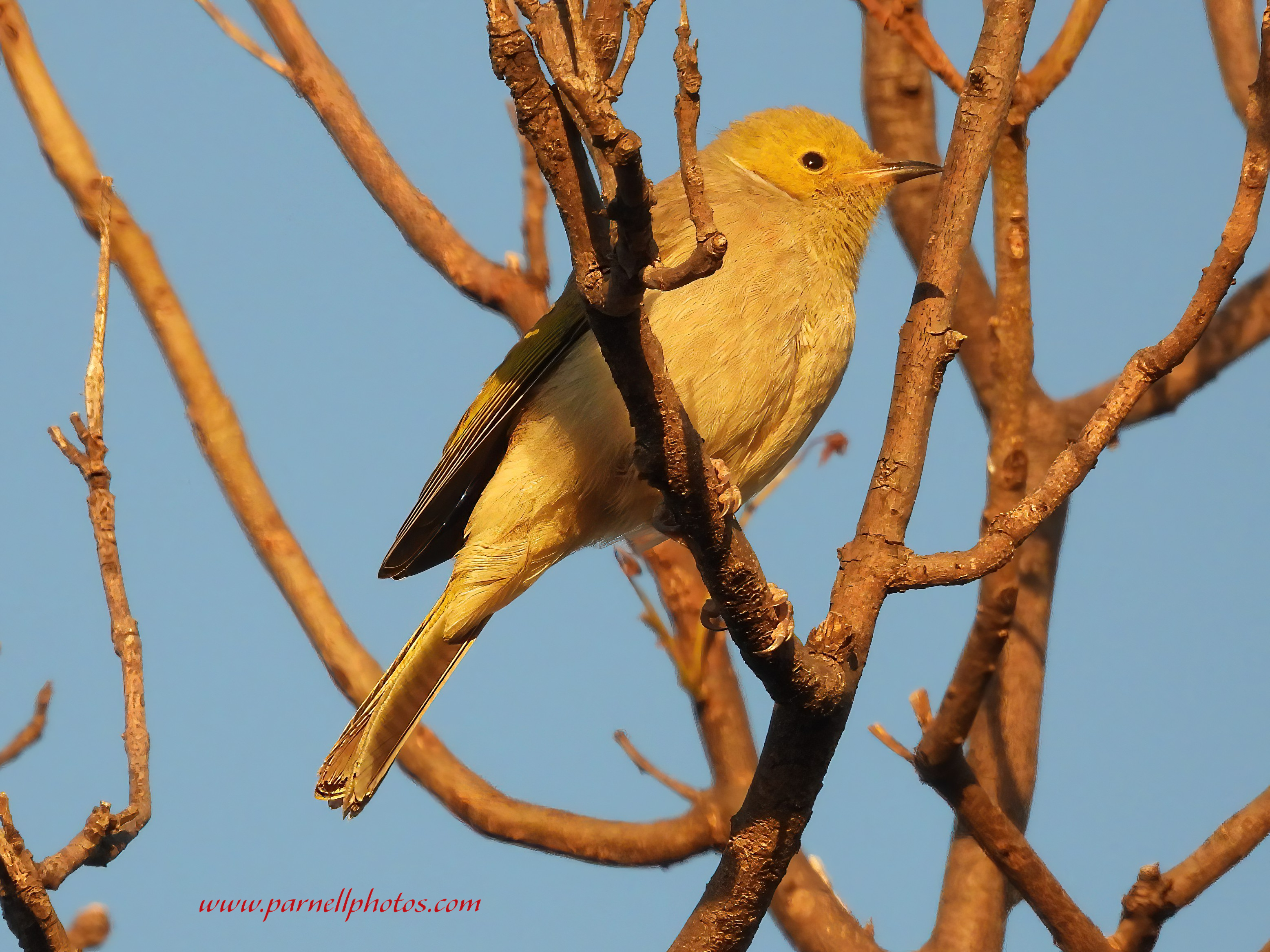 White-plumed Honeyeater Sunset