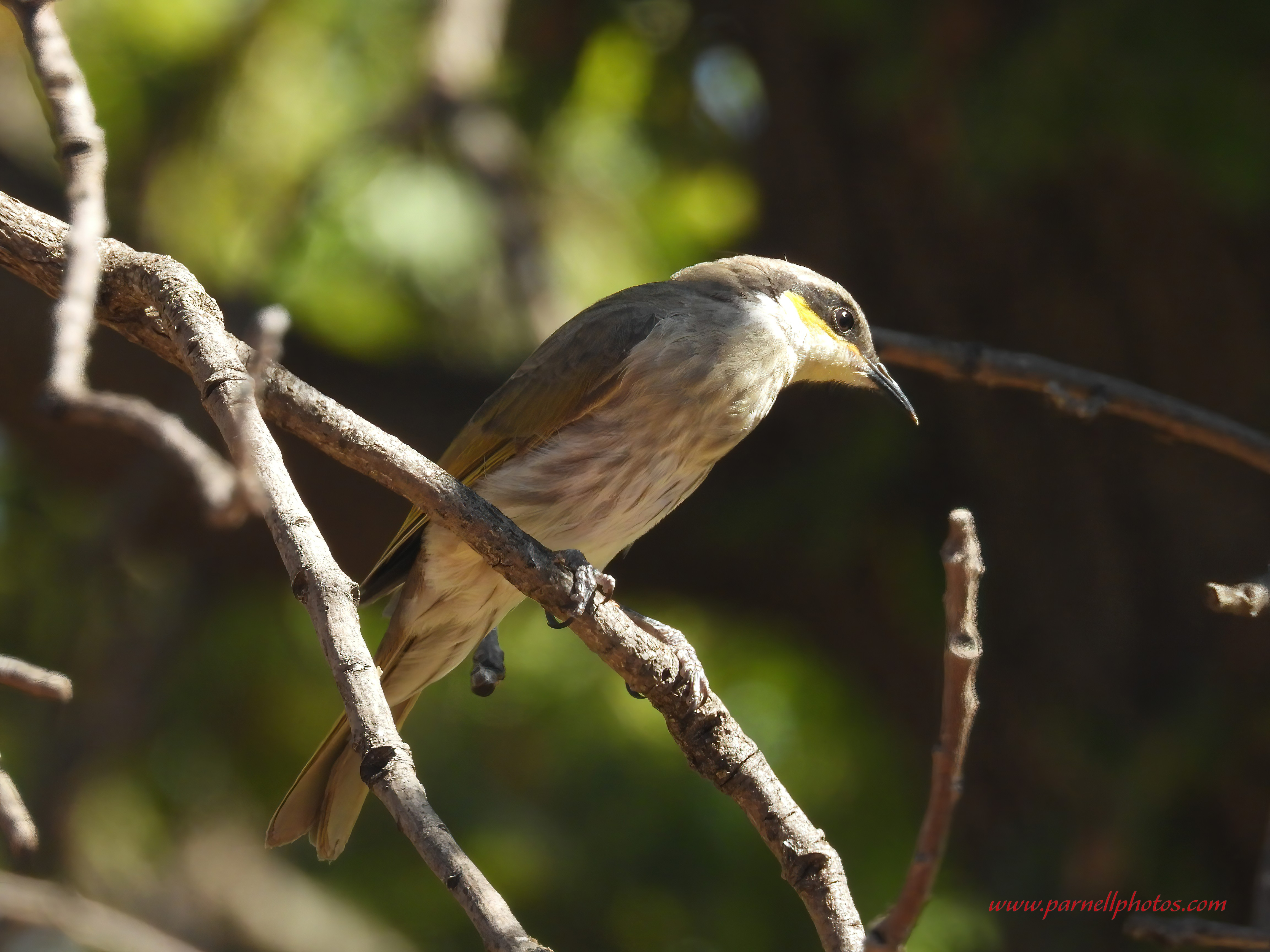 Wistful Singing Honeyeater