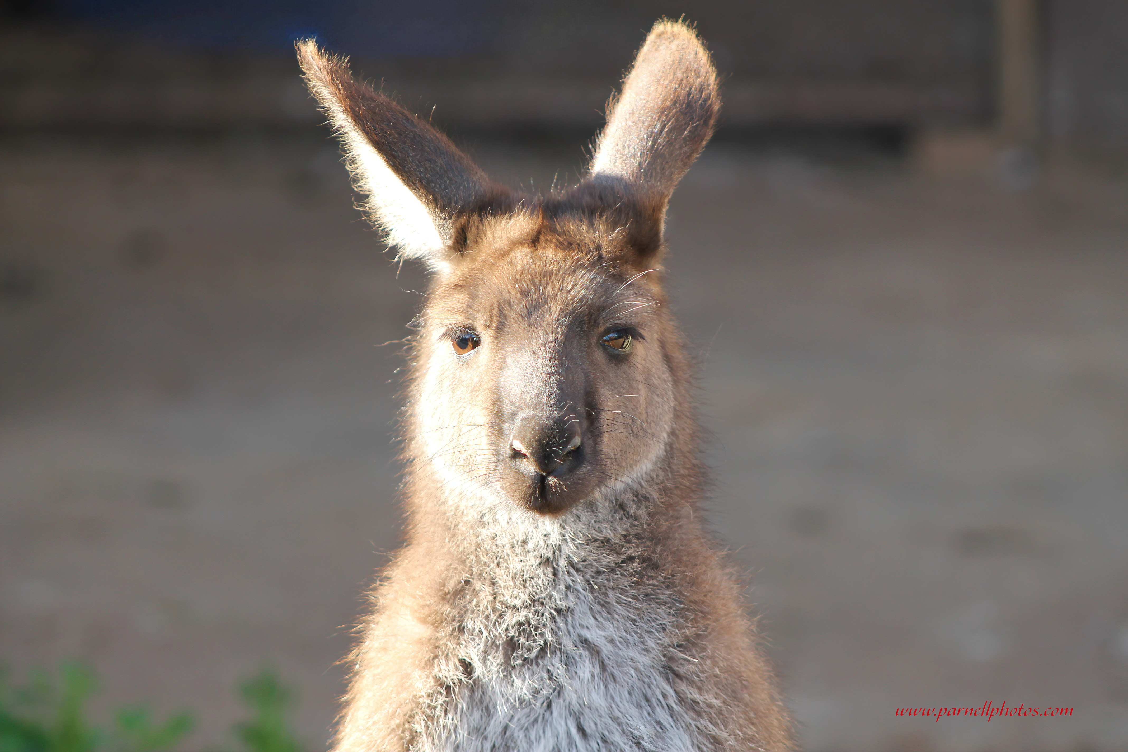 Young Kangaroo