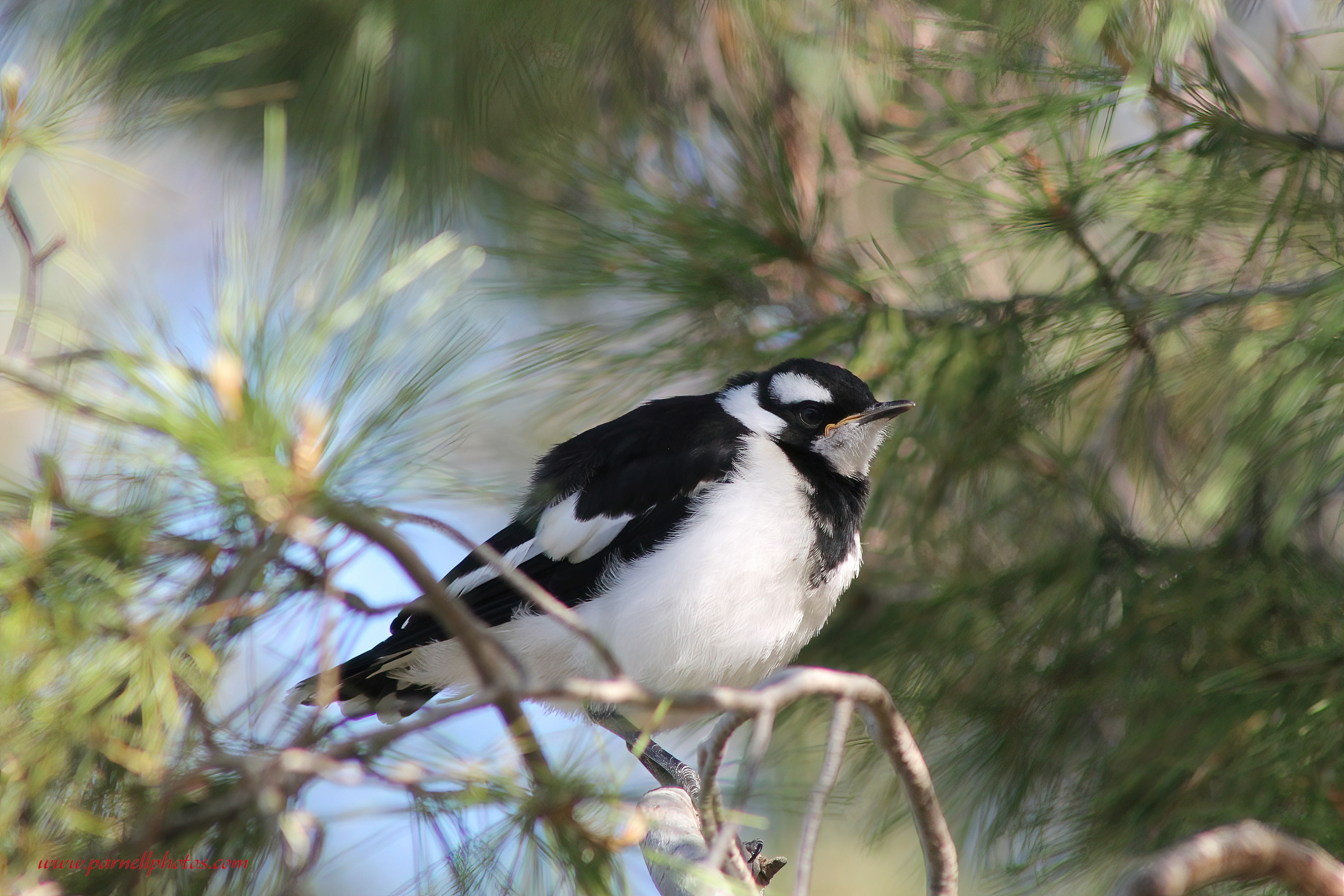 Young Magpie-lark 