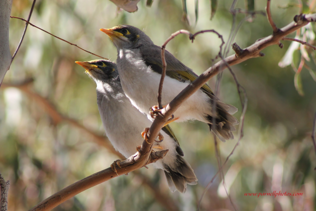 Young Miner Birds