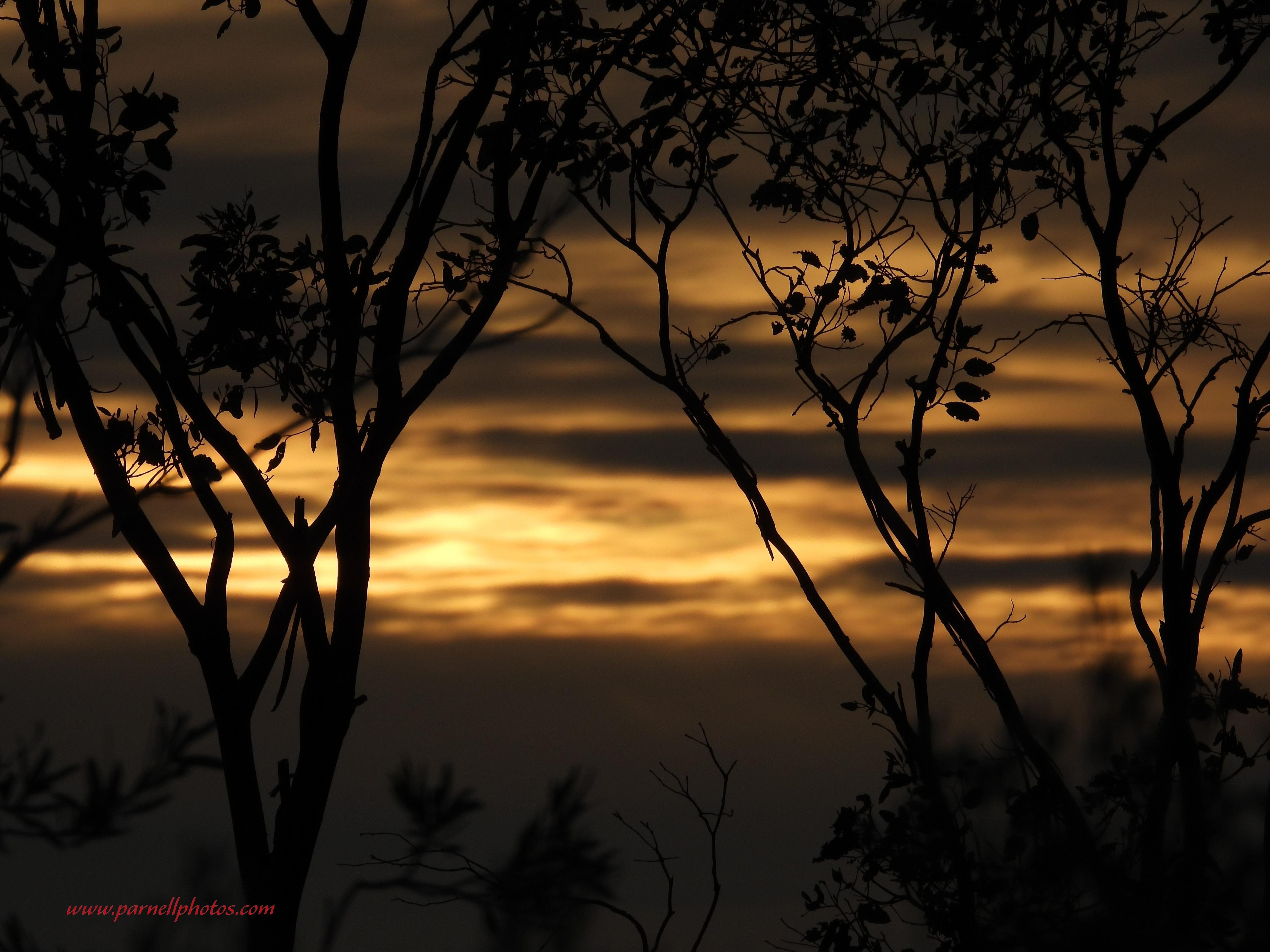 Black and Gold Sunset