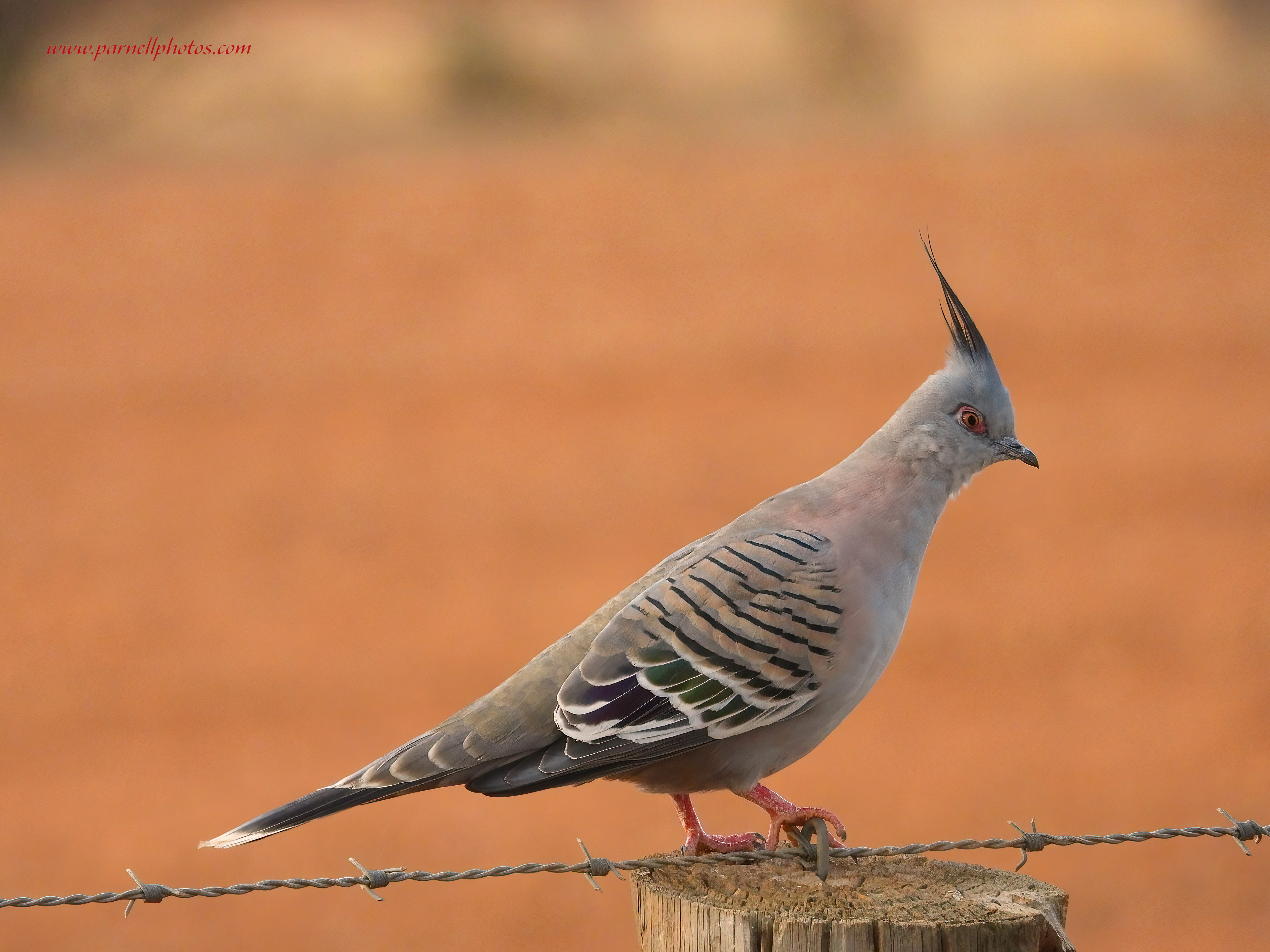 Crested Pigeon at Sunset