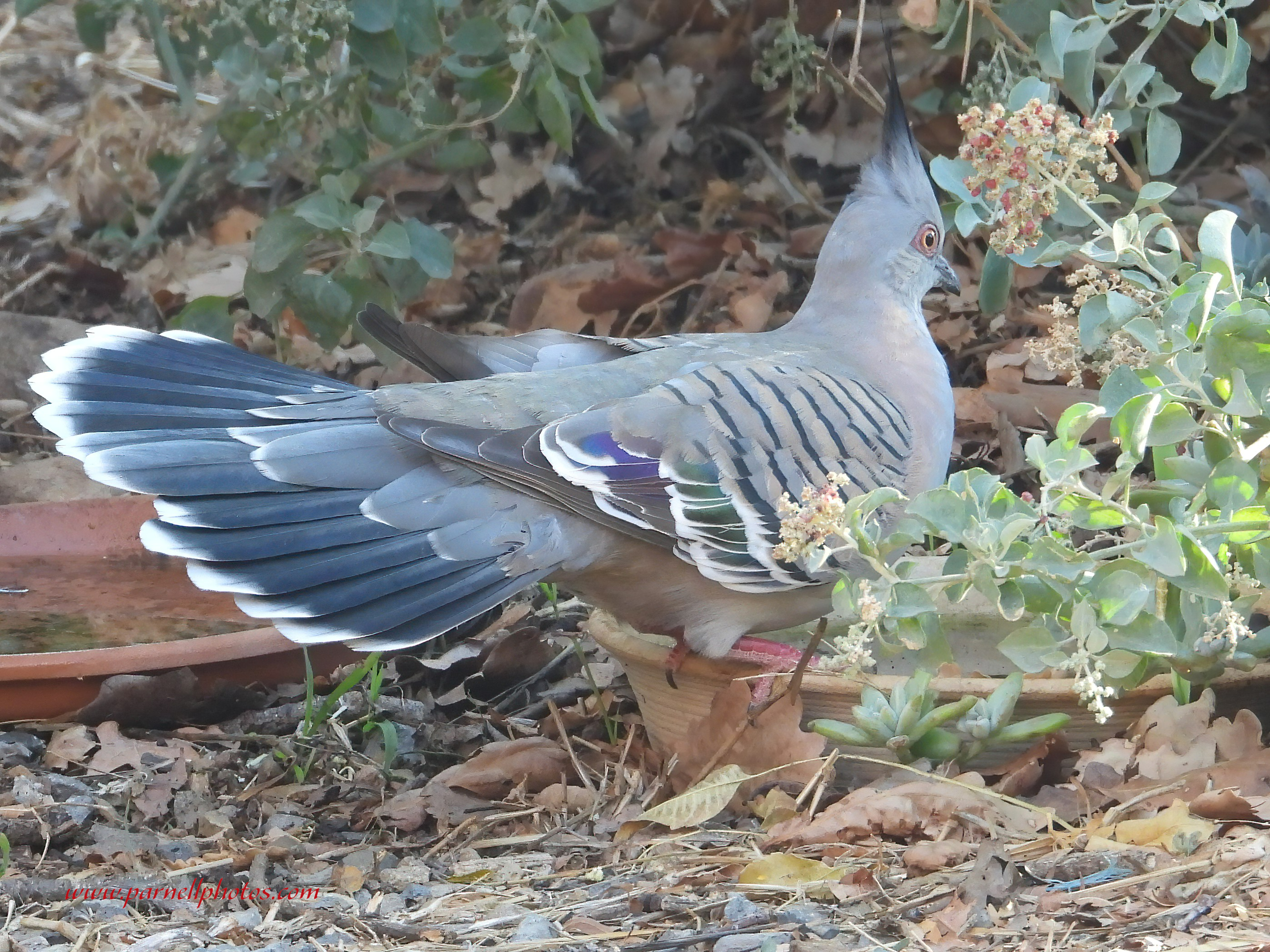 Crested Pigeon in Garden