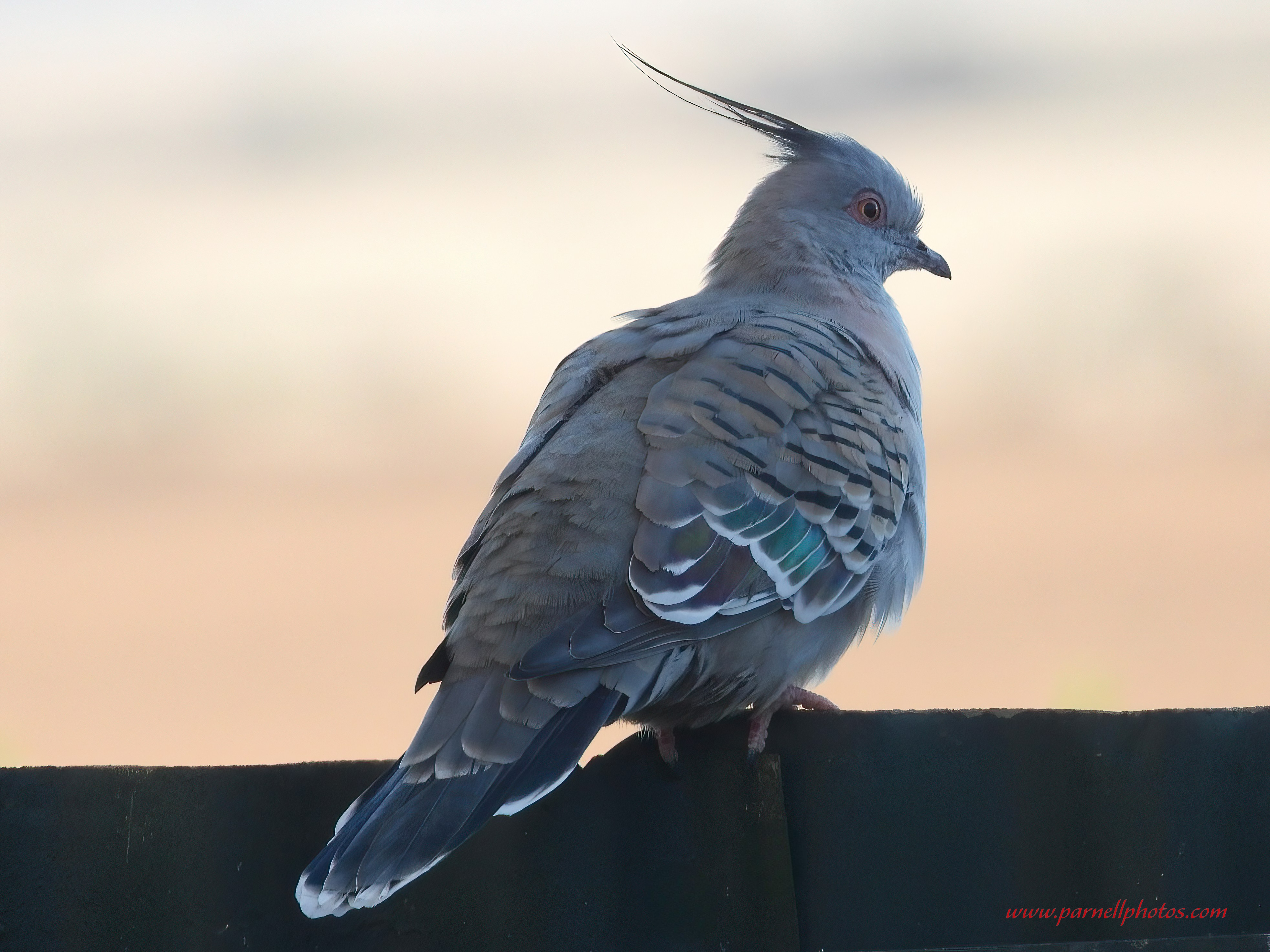 Crested Pigeon on Fence