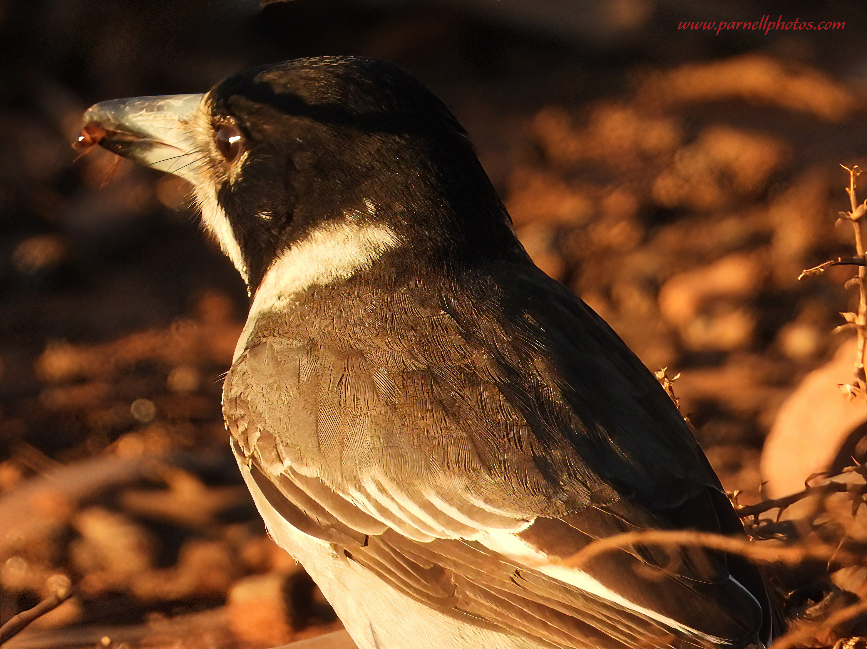 Dinner for Grey Butcherbird