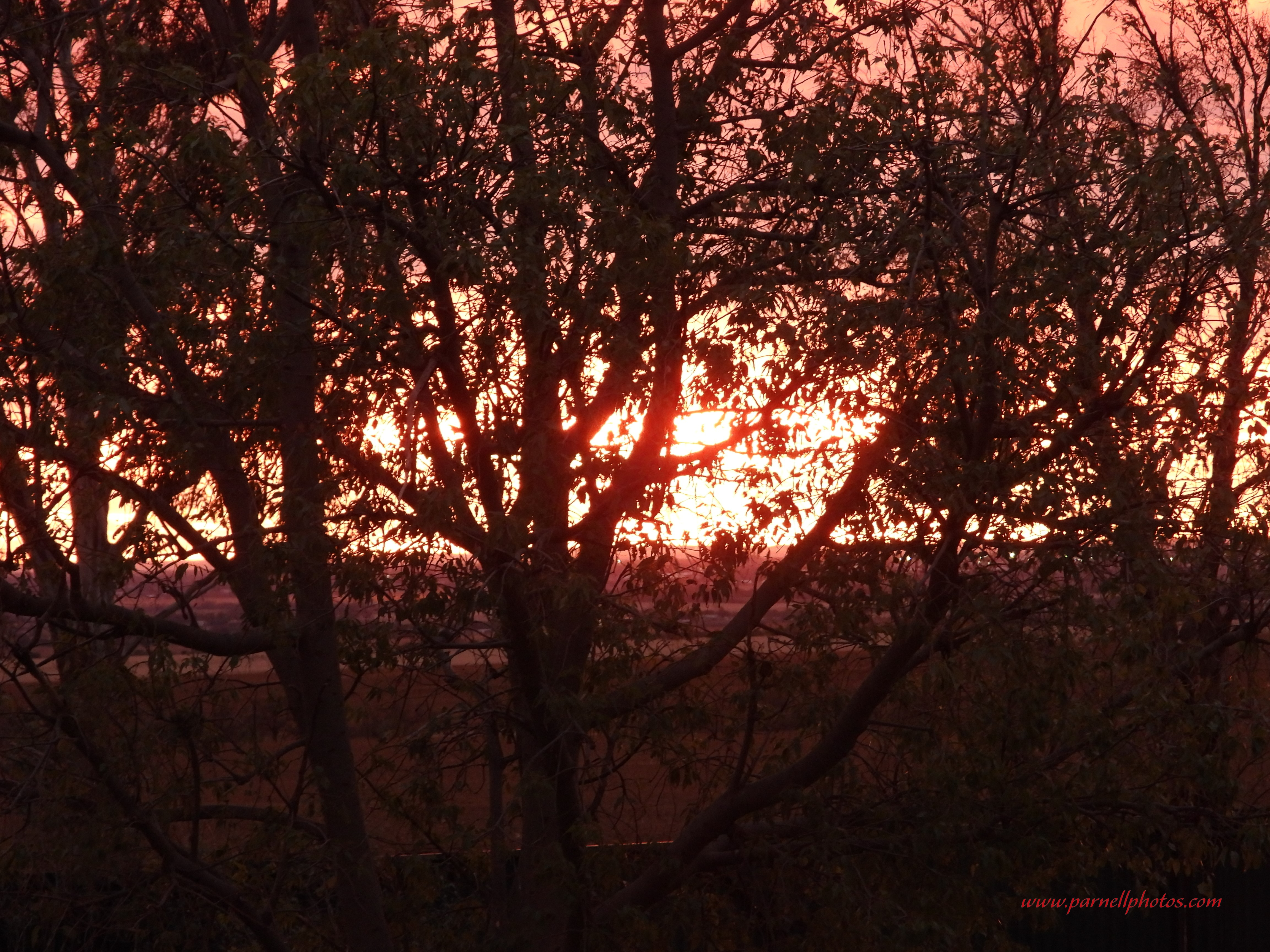 Fire Sky Through Trees