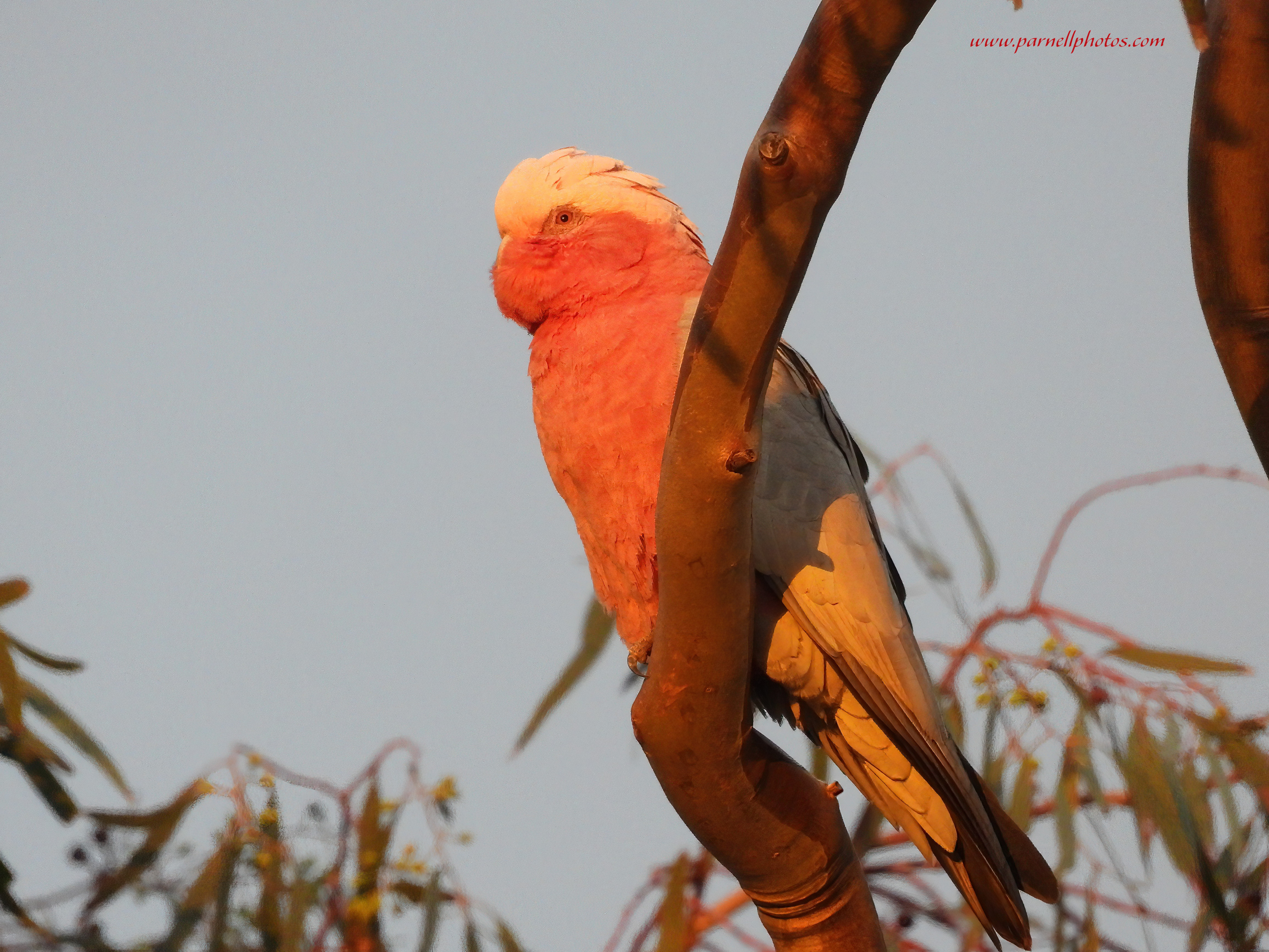 Galah at Sunset