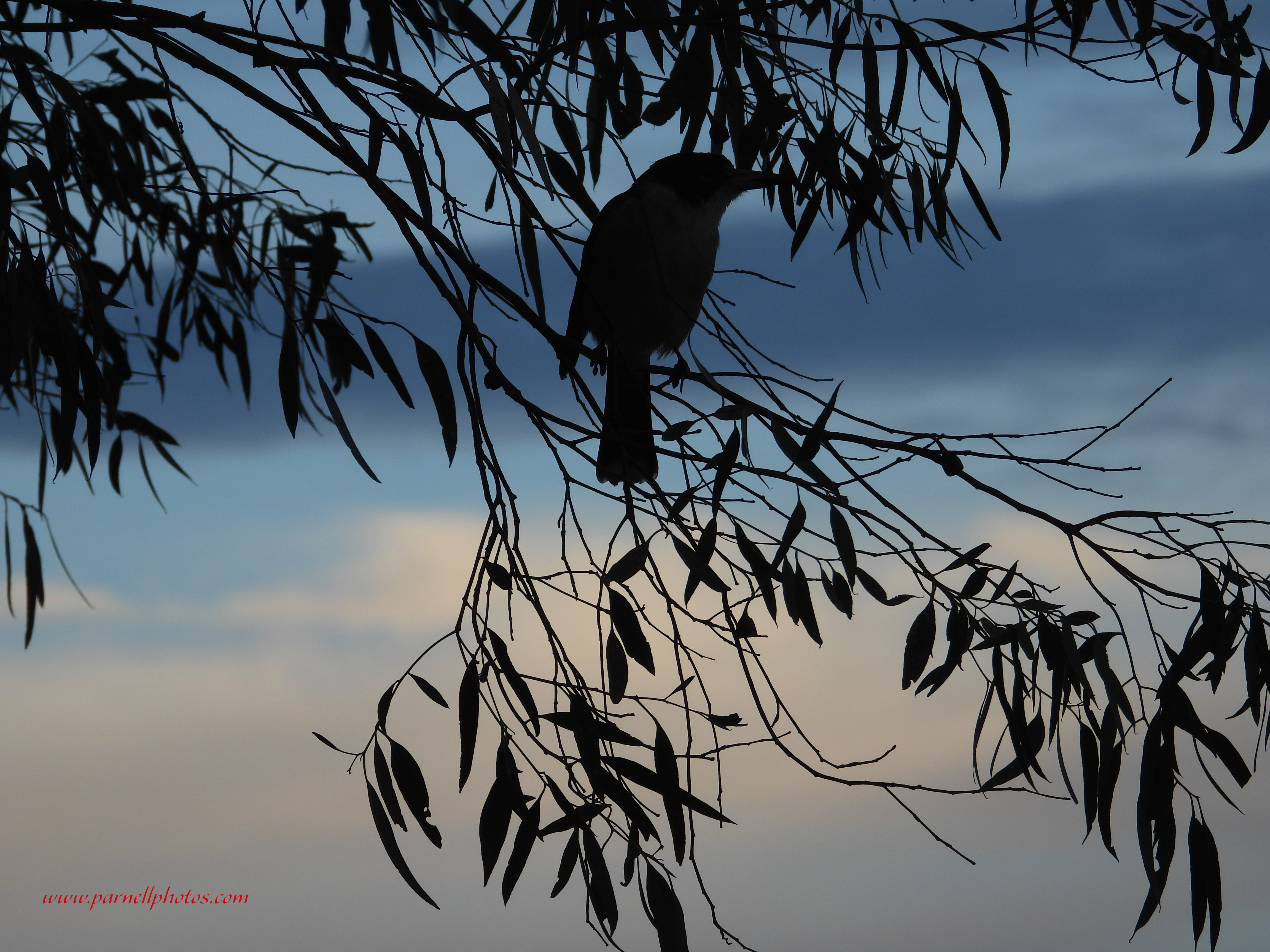 Good Night Grey Butcherbird