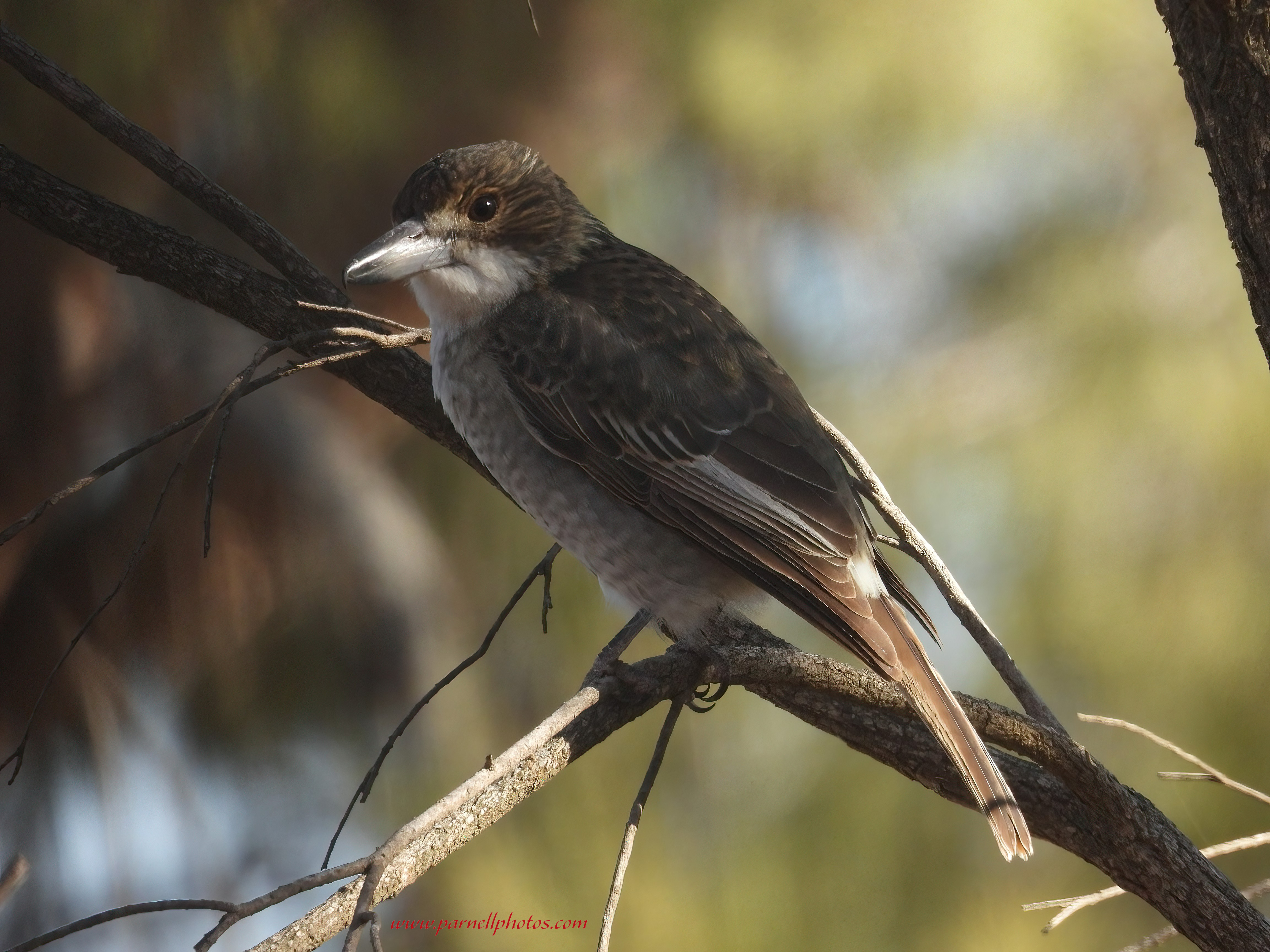 Grey Butcherbird Exploring Trees