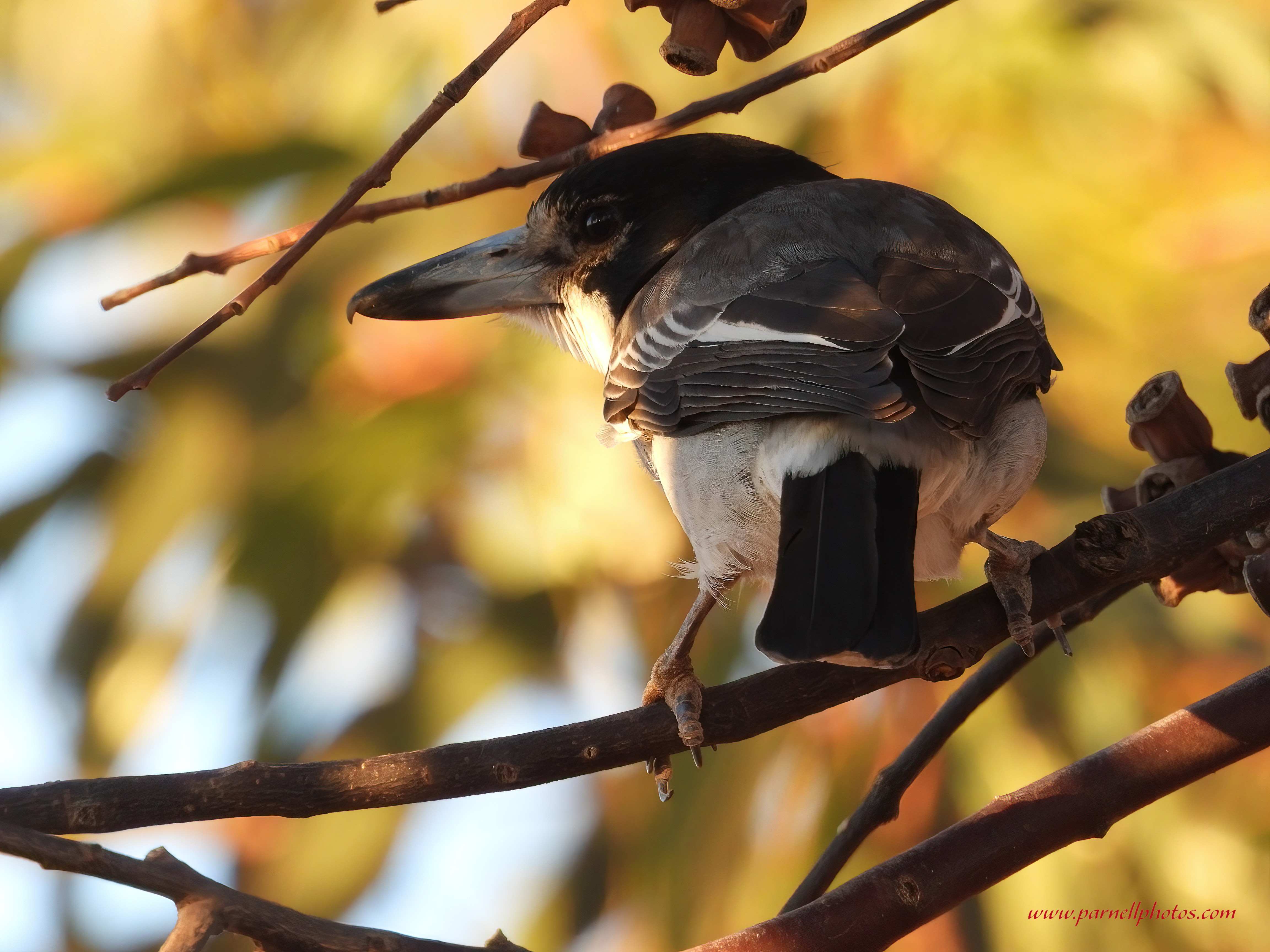 Grey Butcherbird on Branch