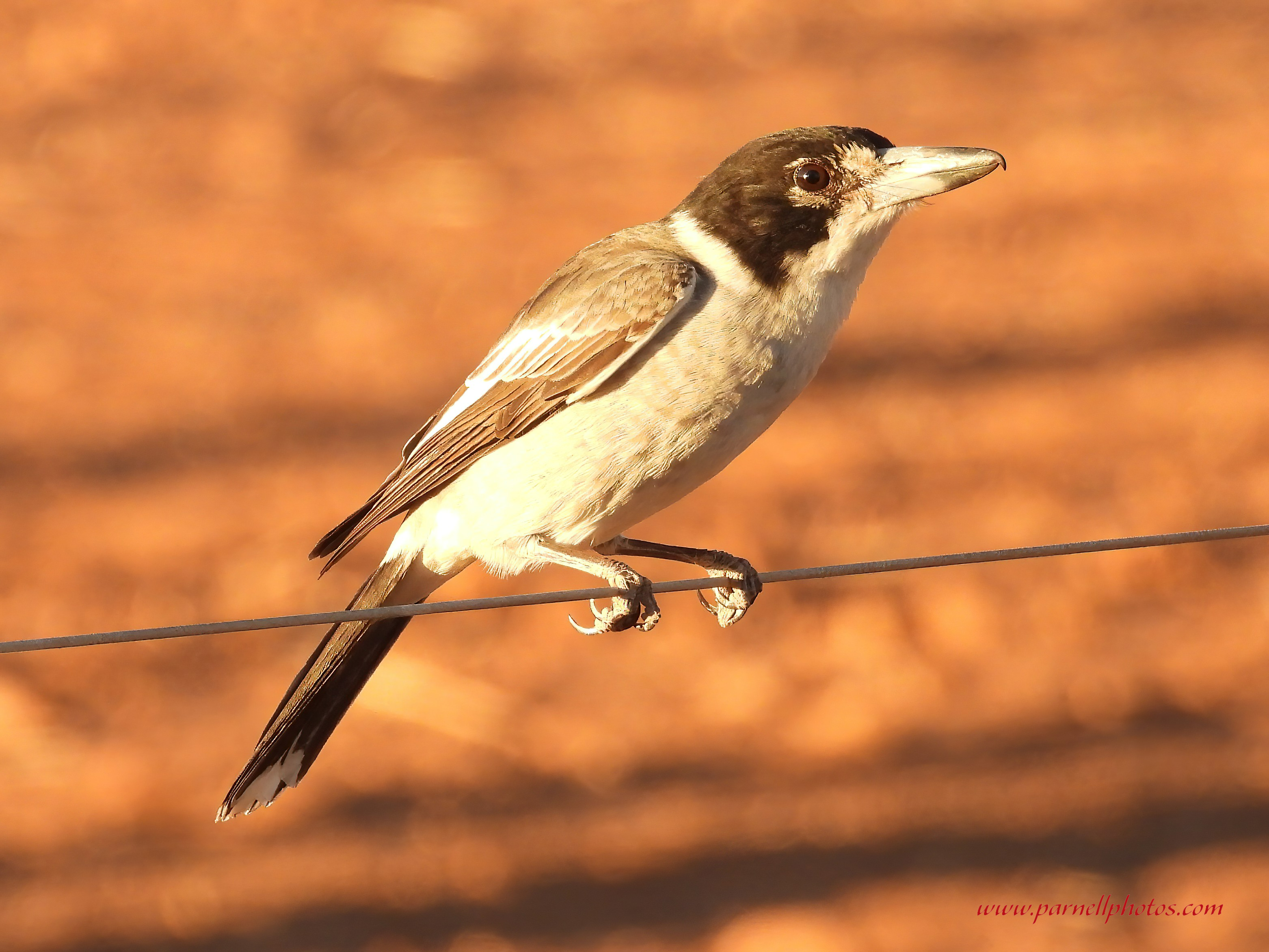 Grey Butcherbird on Fence