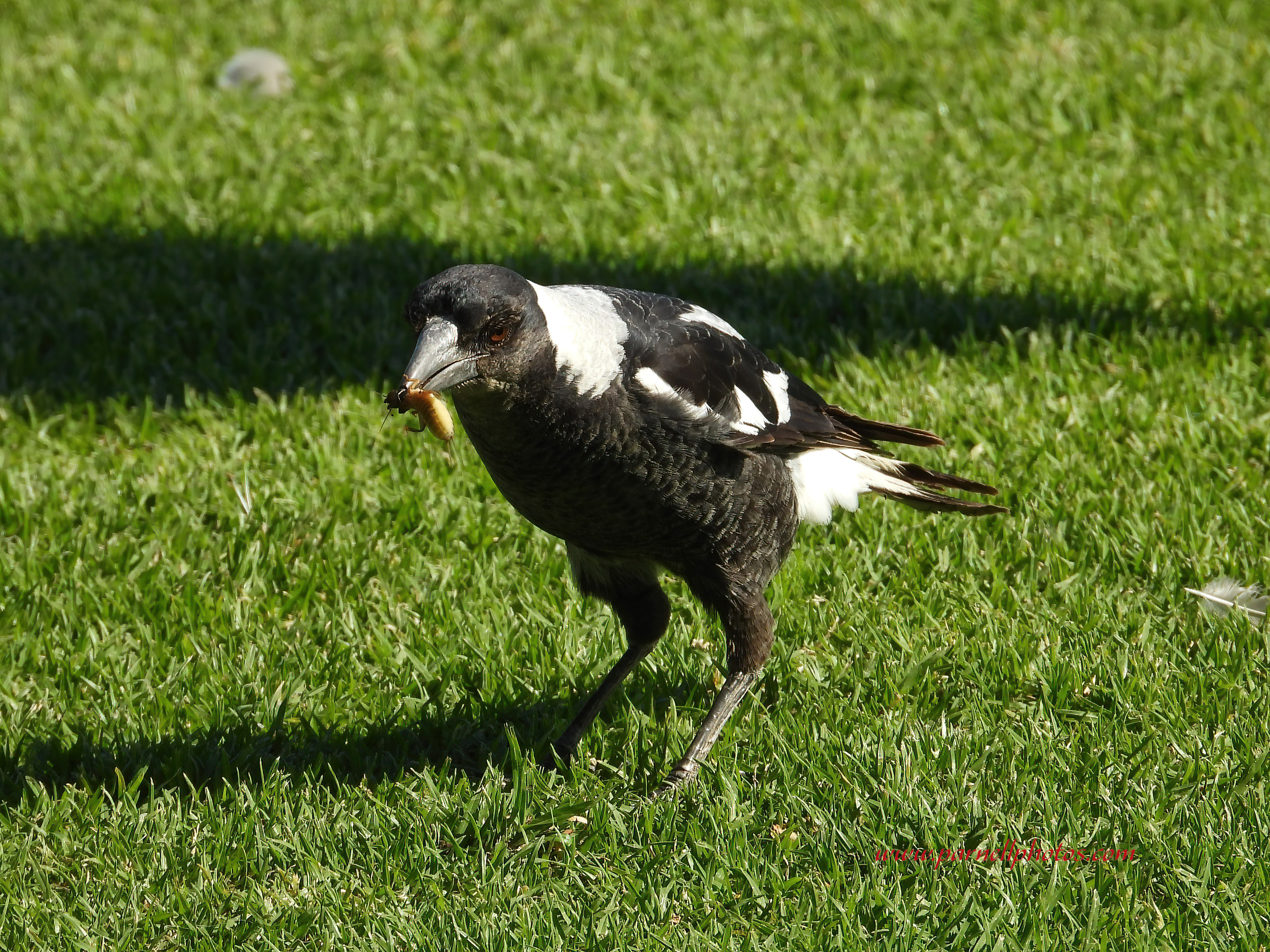 Magpie Tucker Time