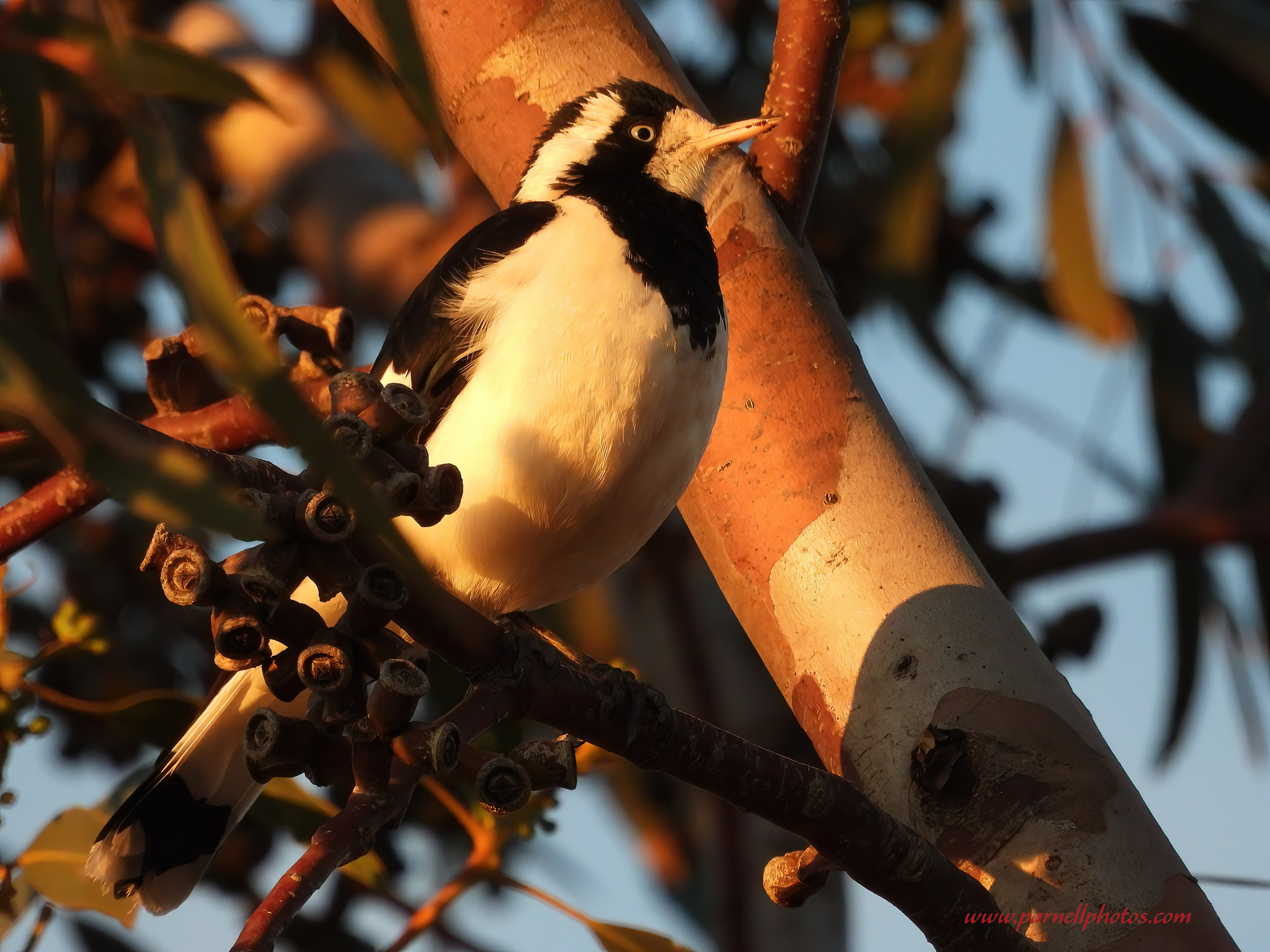 Magpie-lark at Sunset