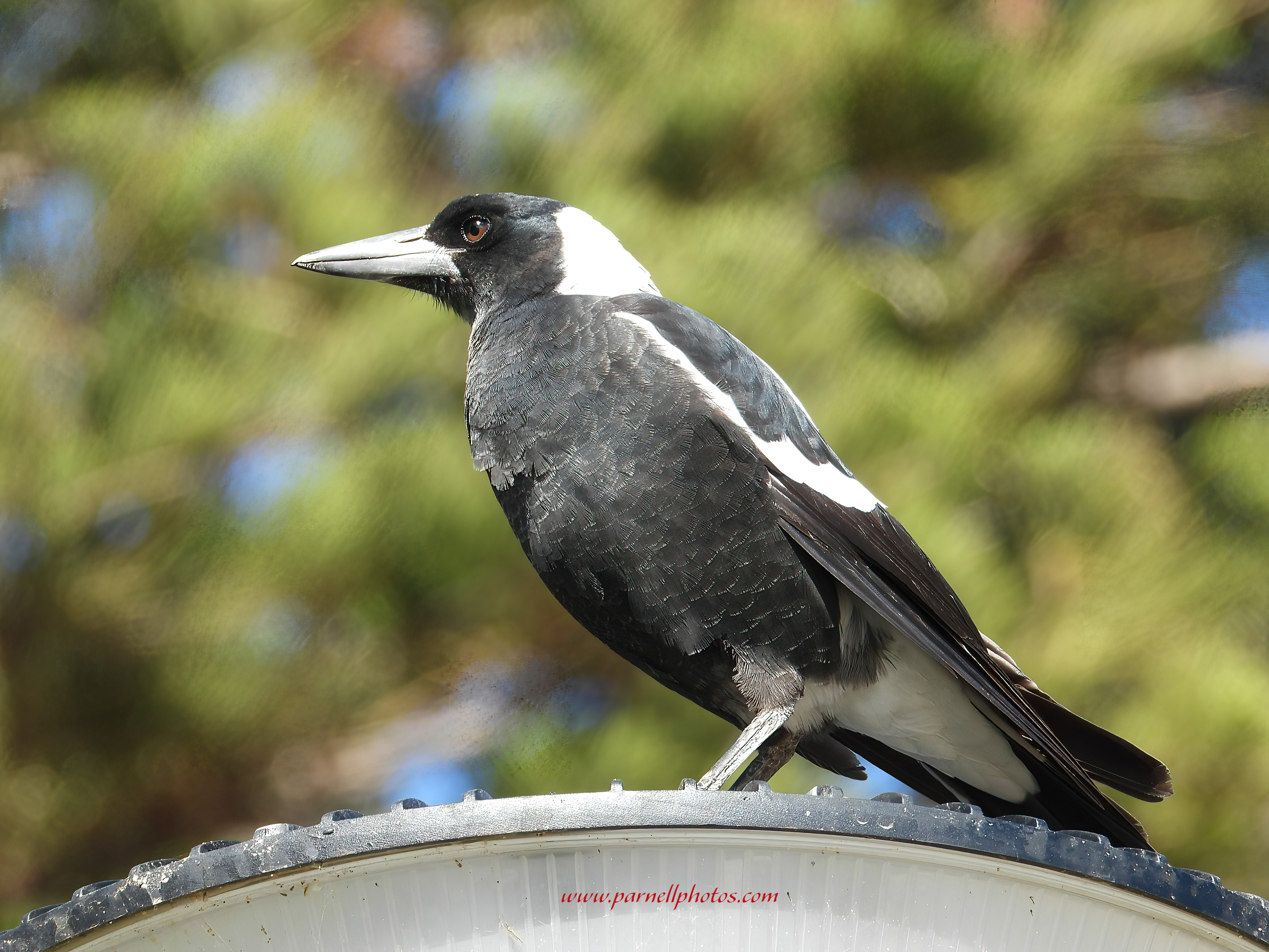 Magpie On Lamp