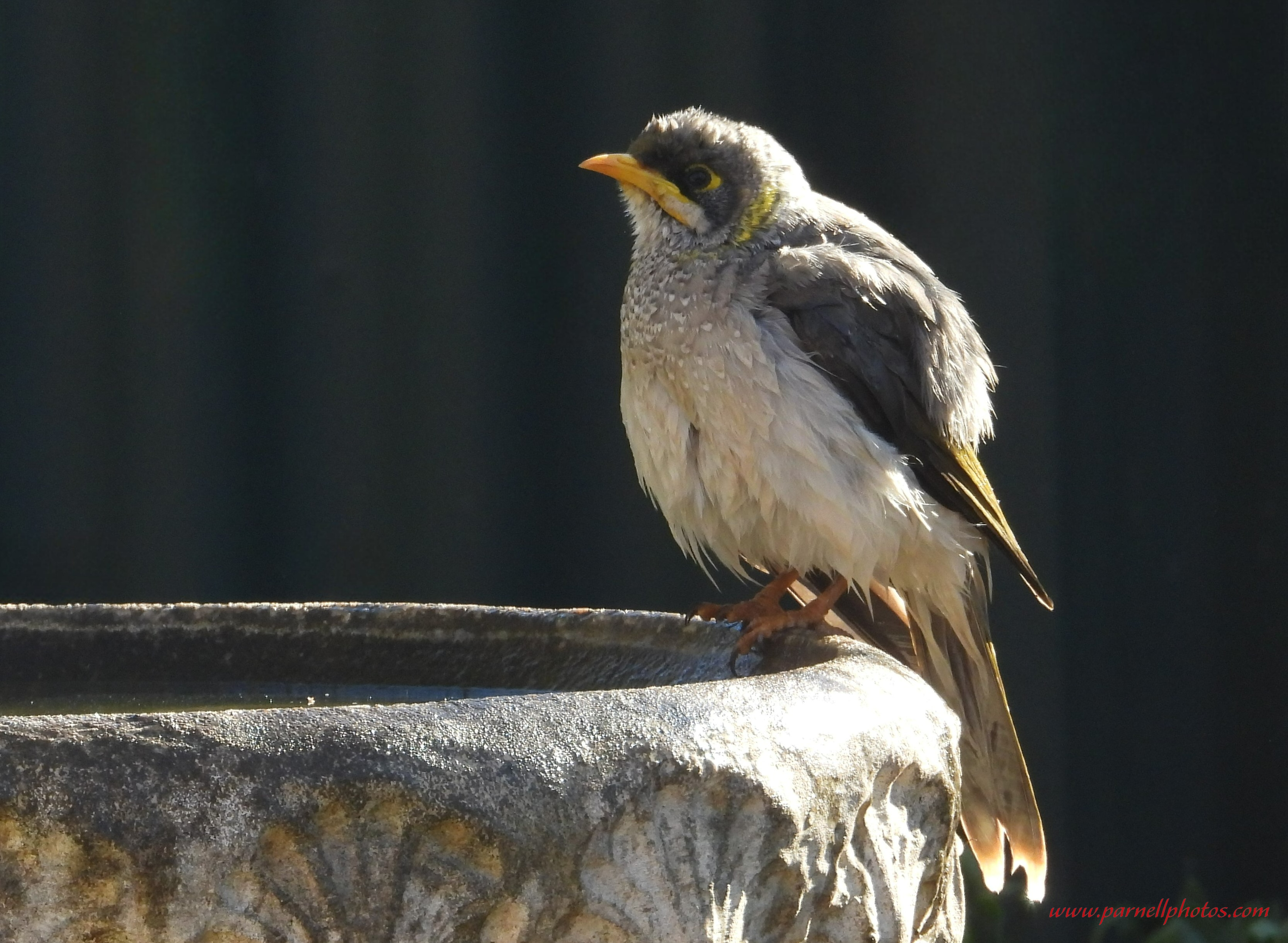 Miner Bird After Bath