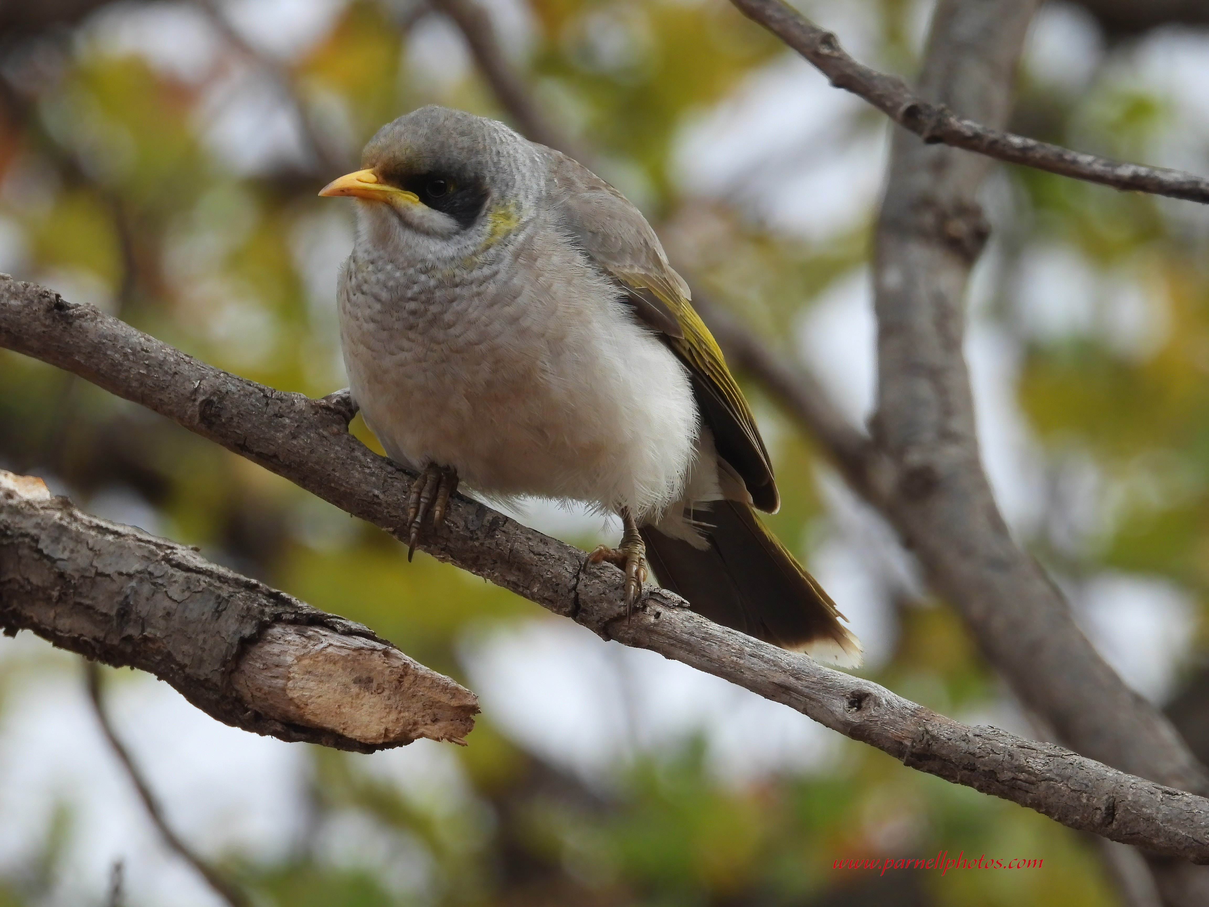 Miner Bird in Tree