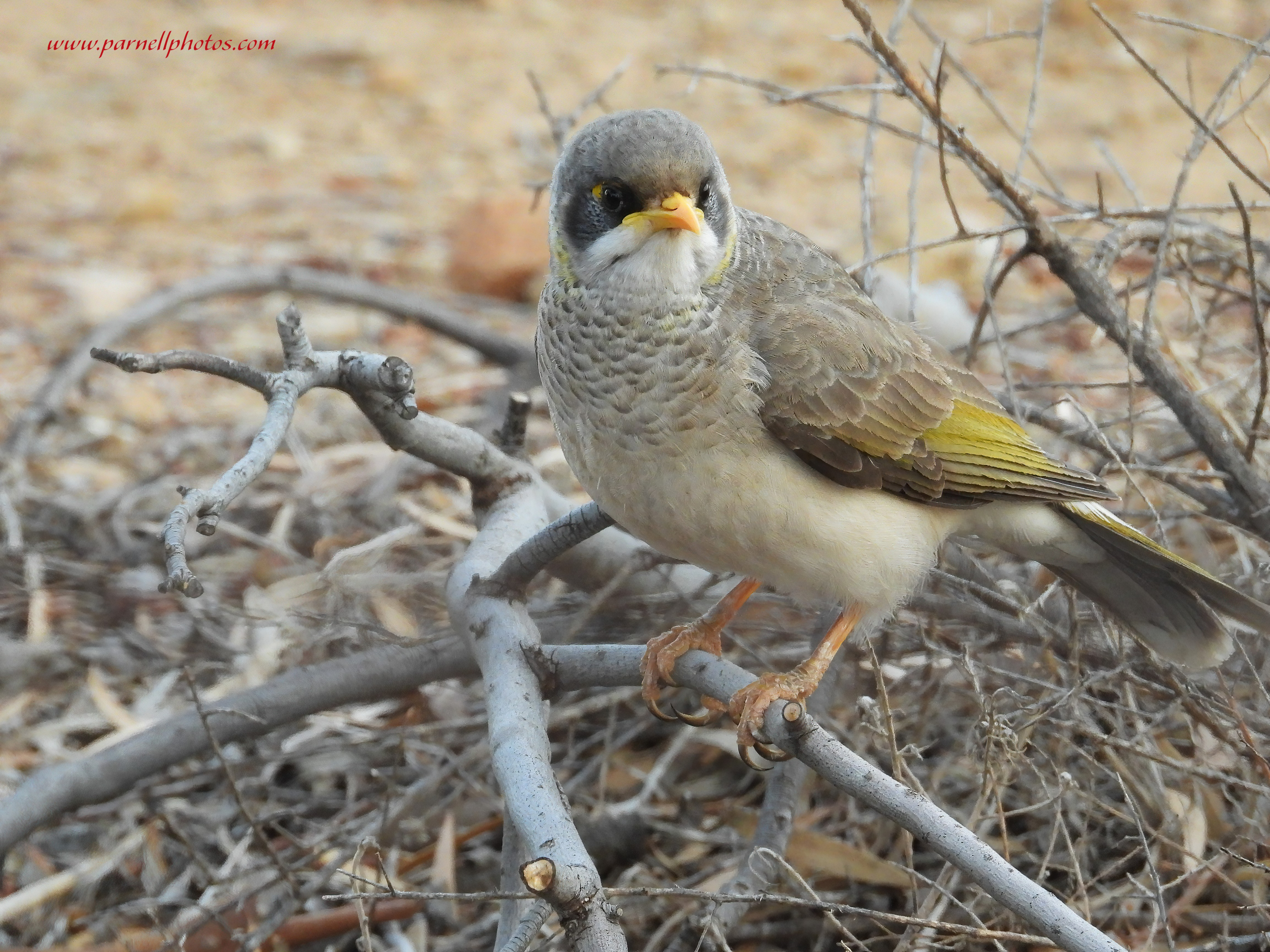 Miner Bird on Wood