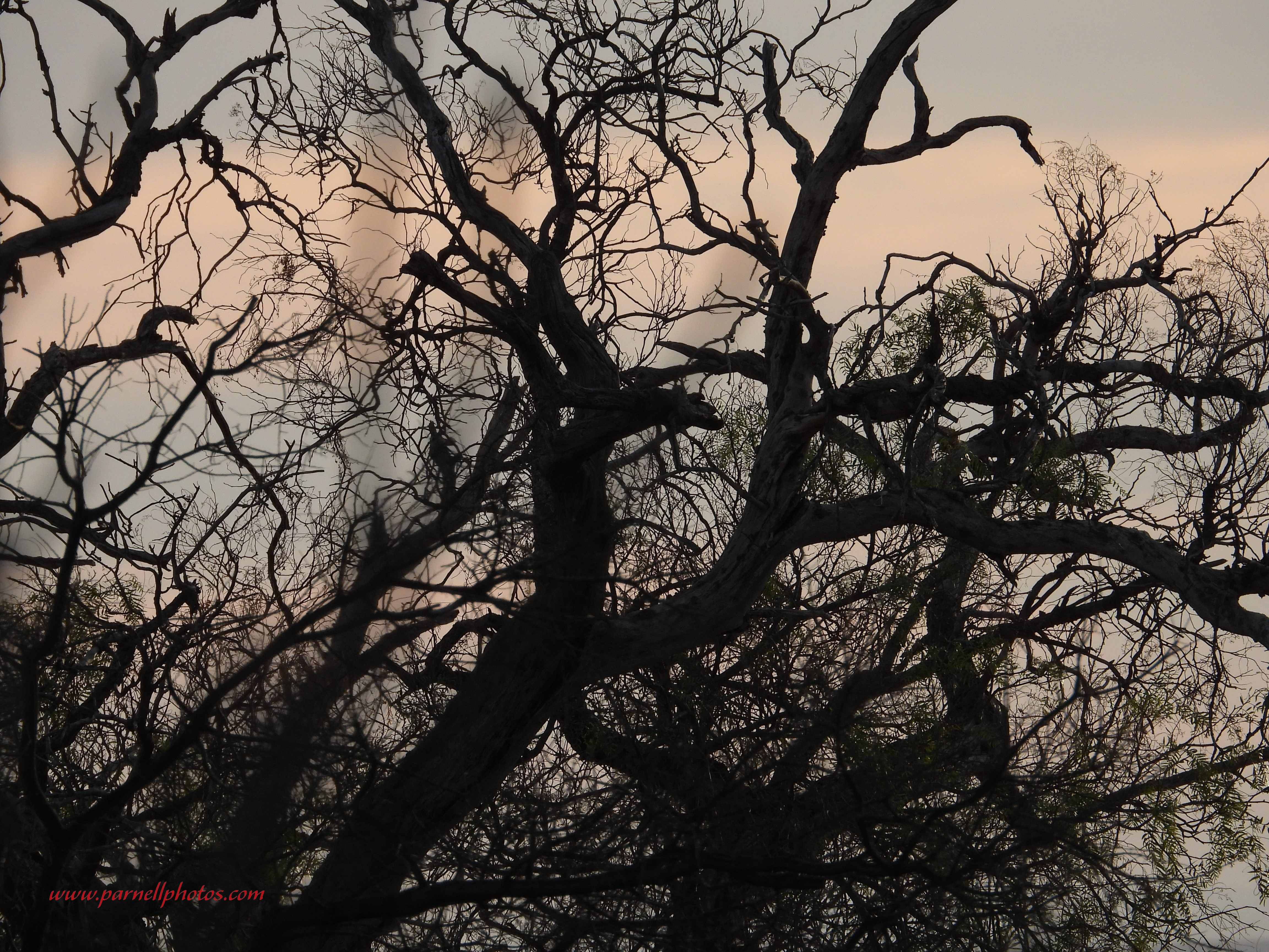 Pink Sunset Through Tree