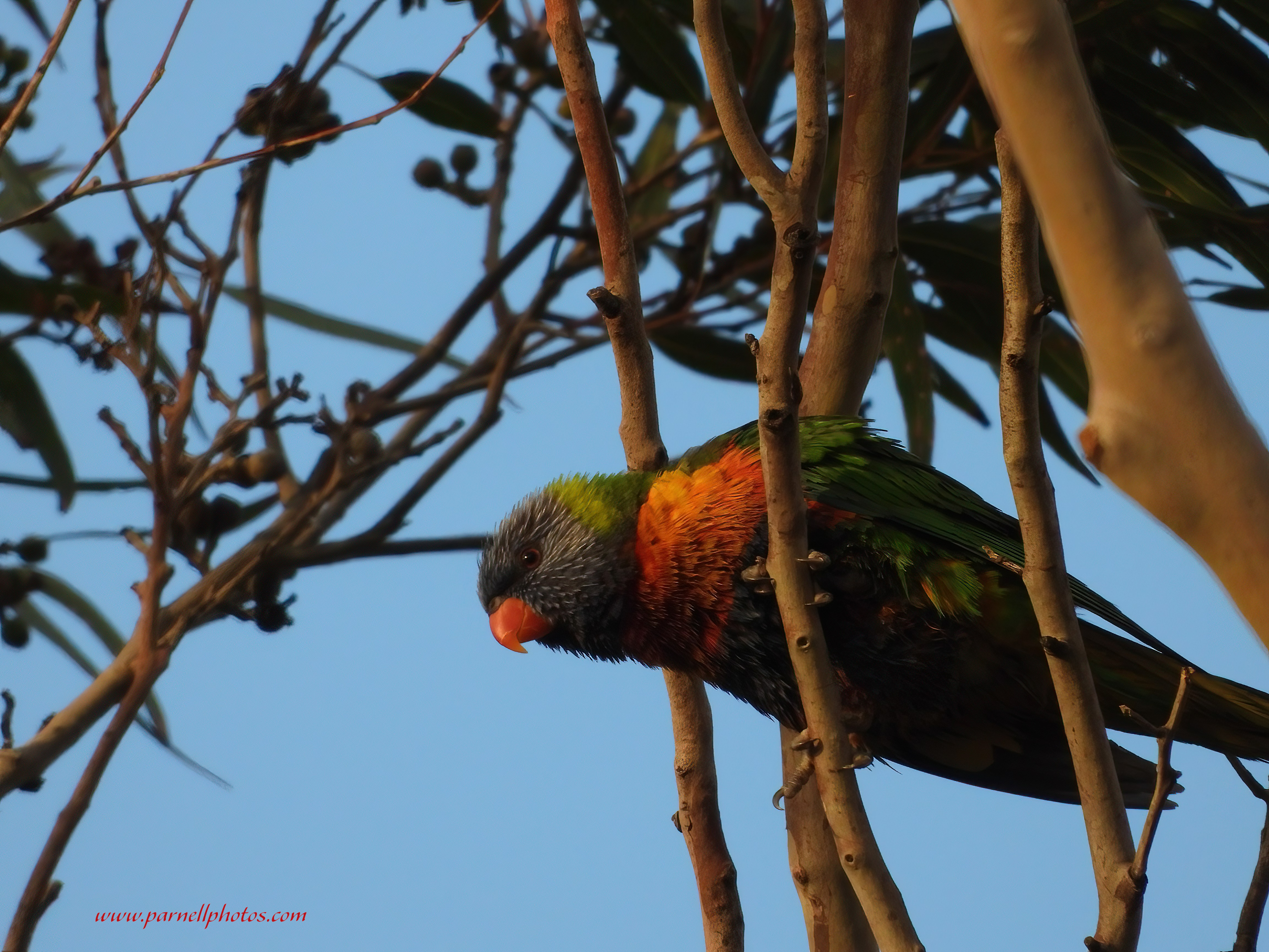 Rainbow Lorikeet After Rain