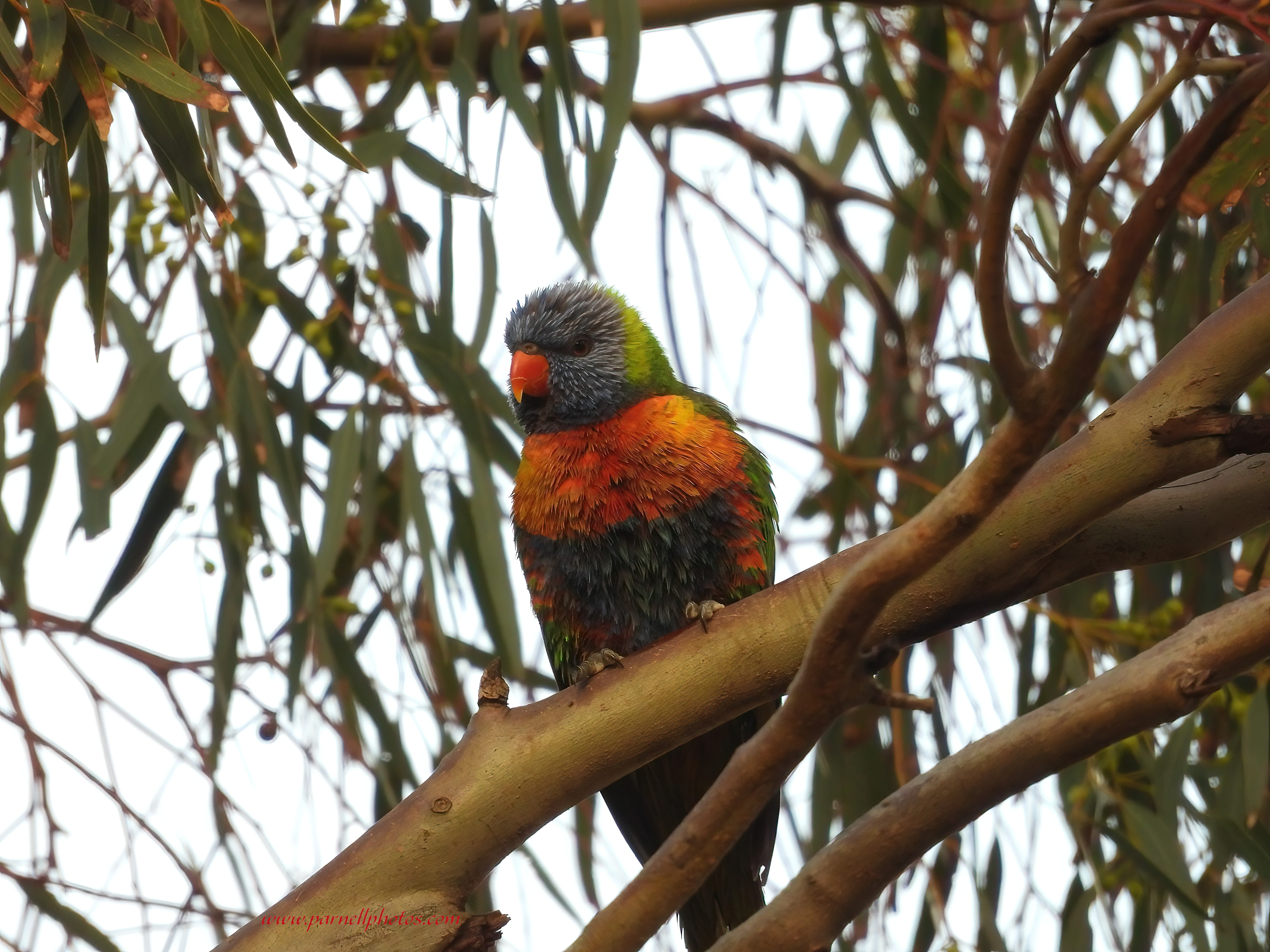 Rainbow Lorikeet