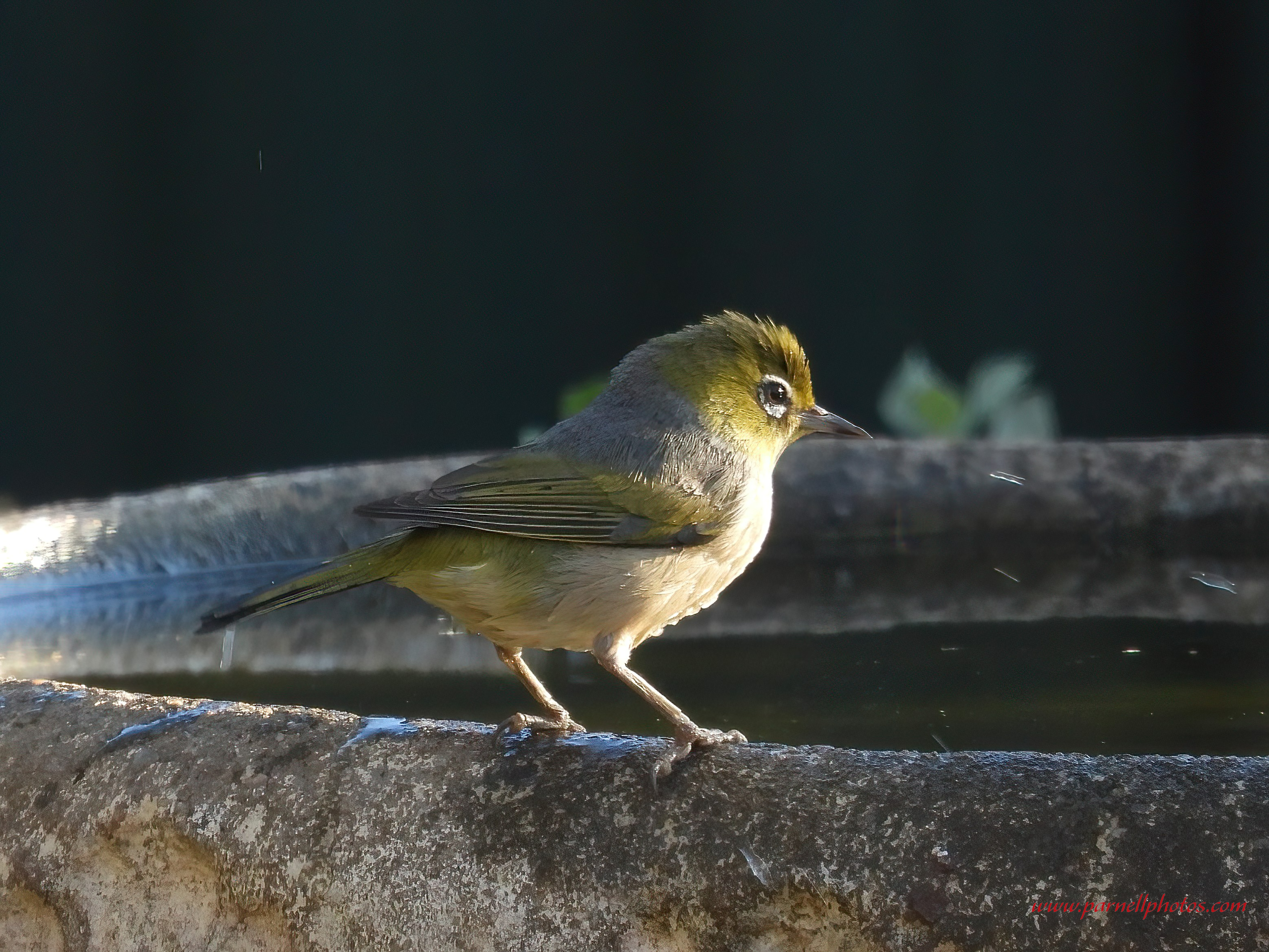 Silvereye at Bird Bath