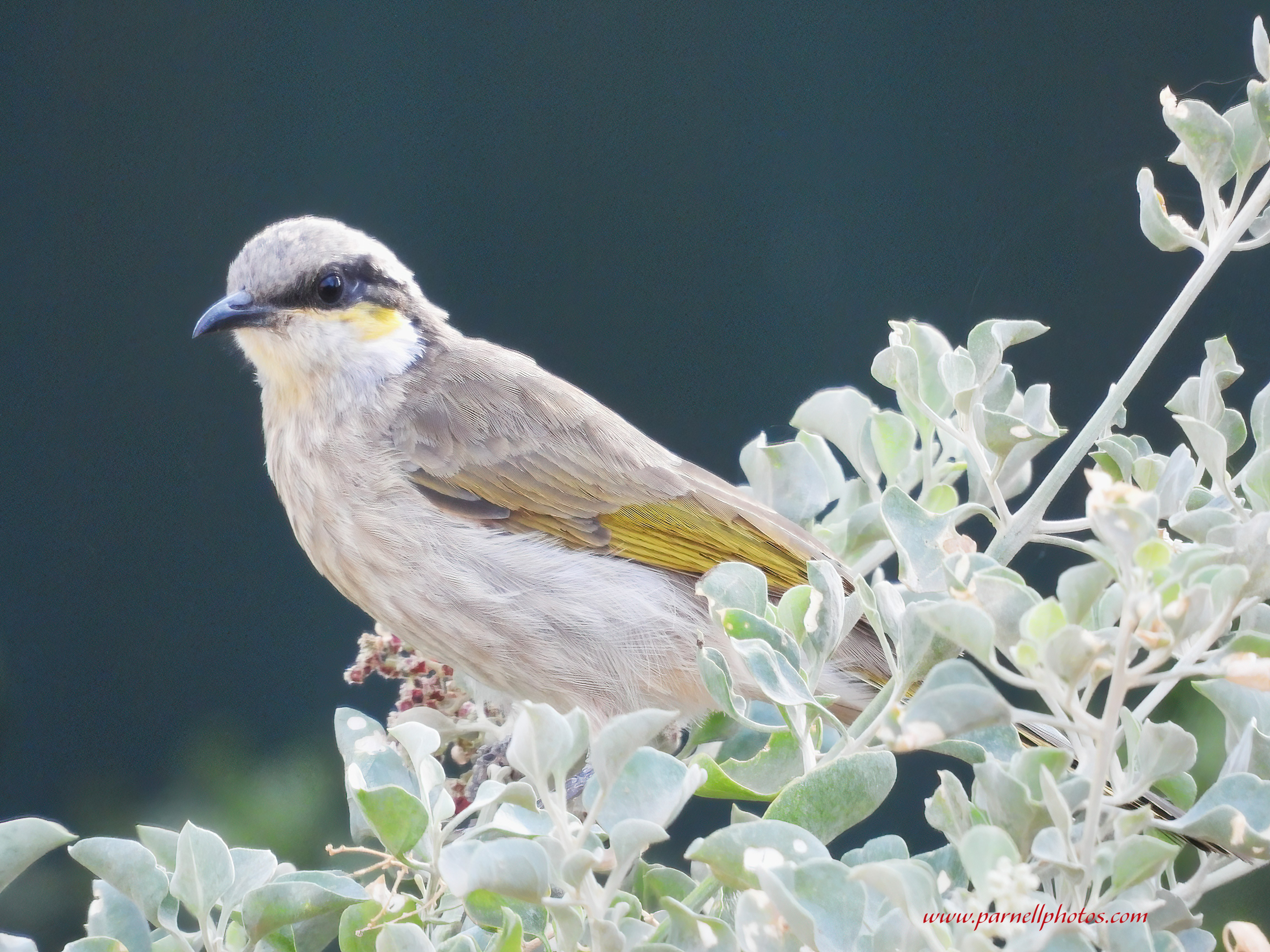 Singing Honeyeater on Salt Bush