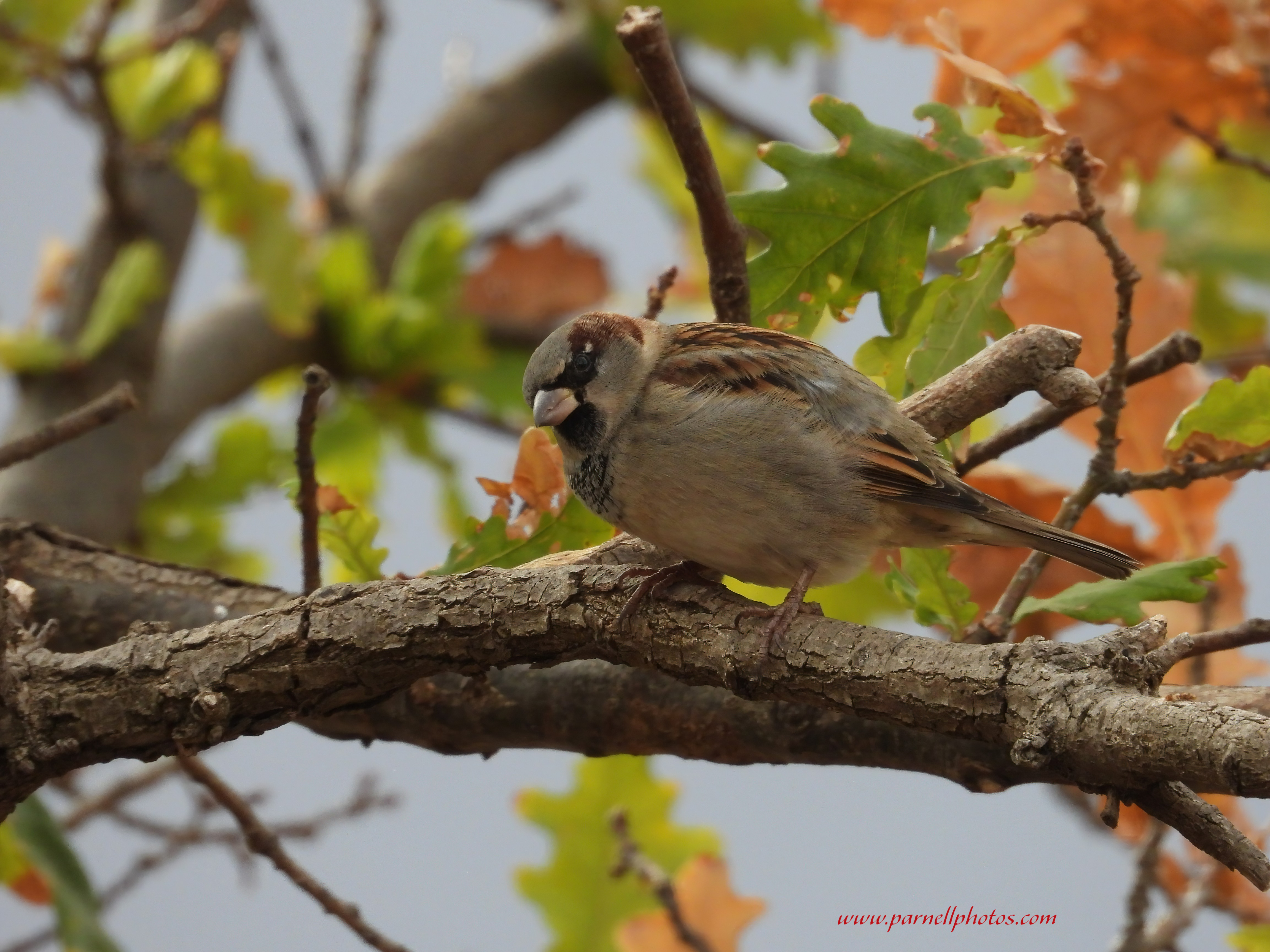 Sparrow Autumn Leaves