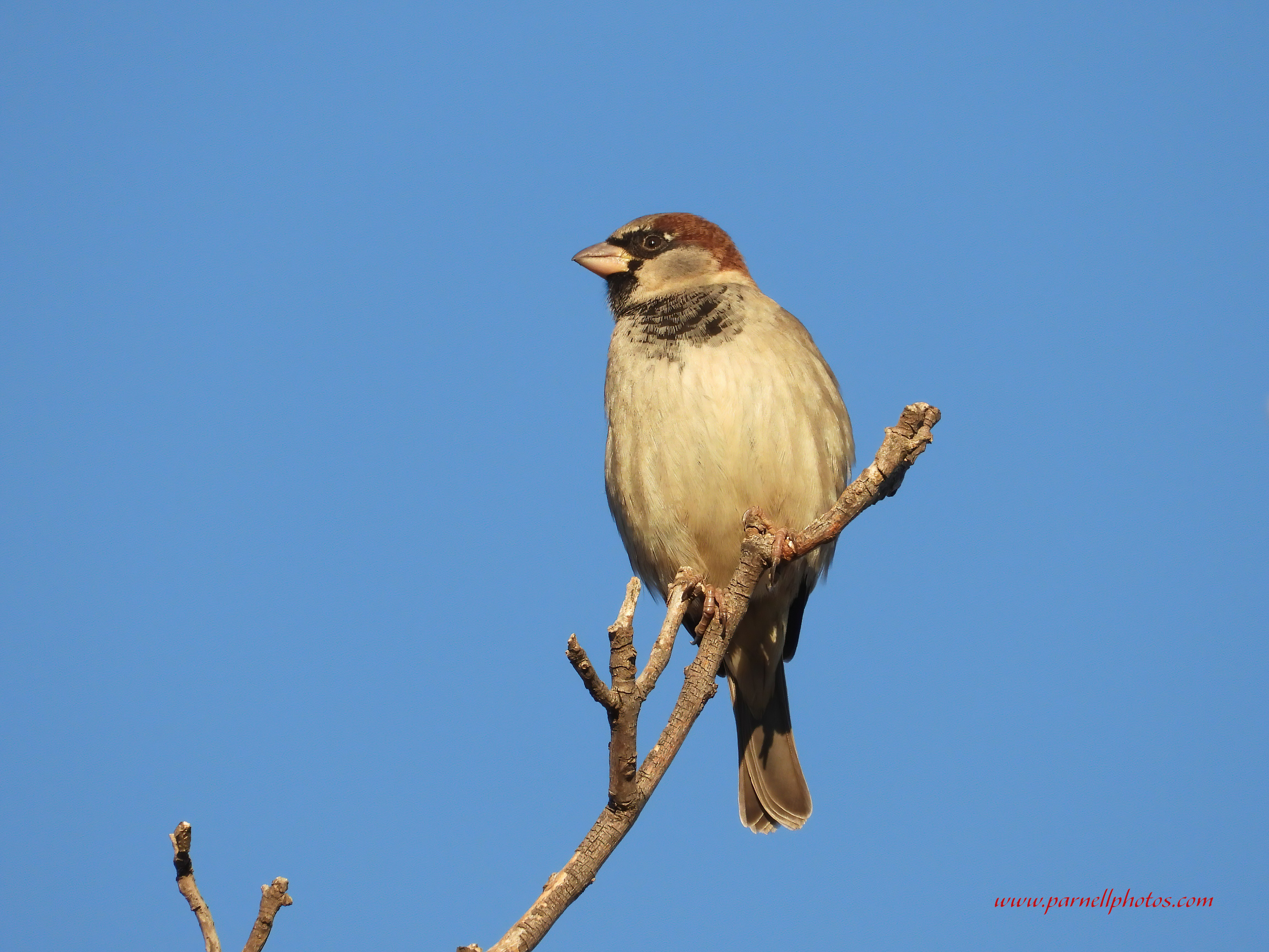 Sparrow in Tree Top