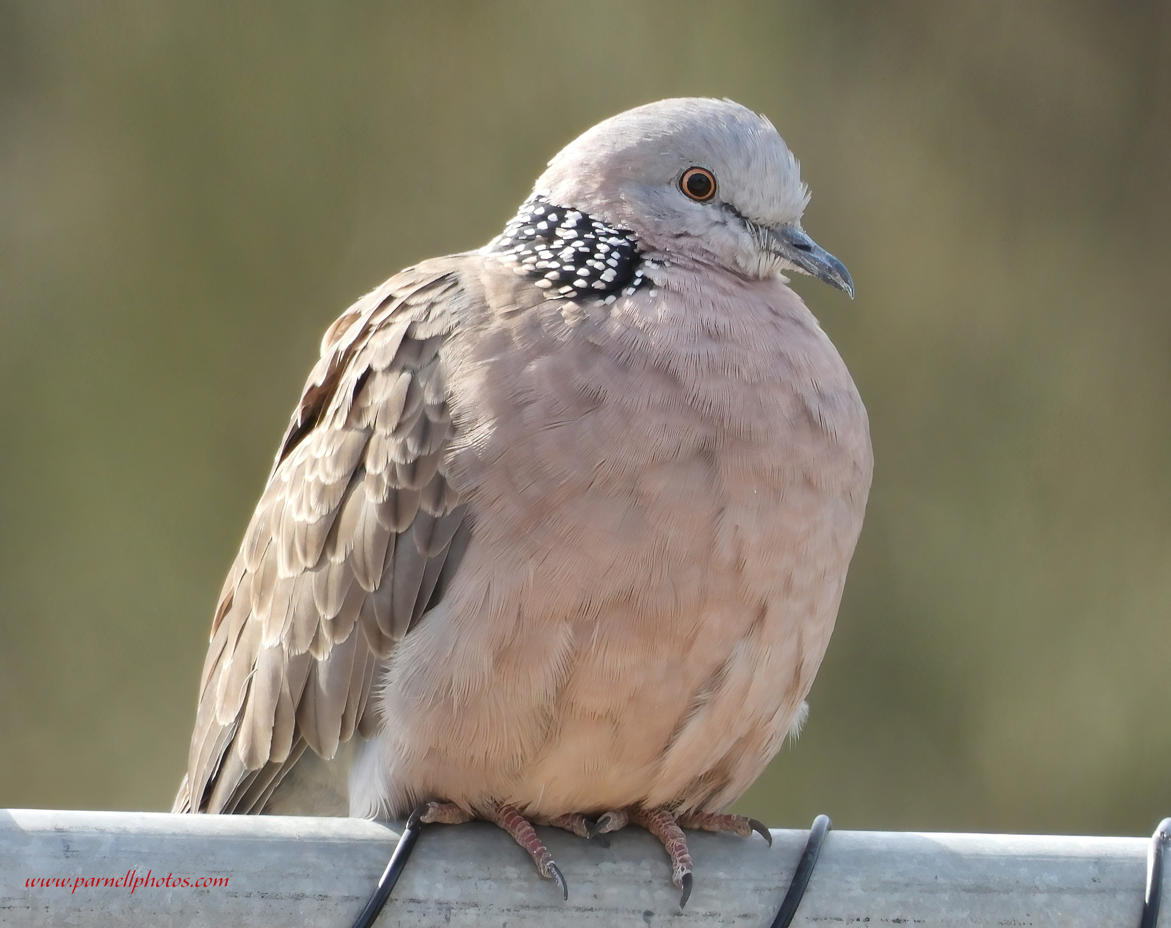 Spotted Dove on Fence