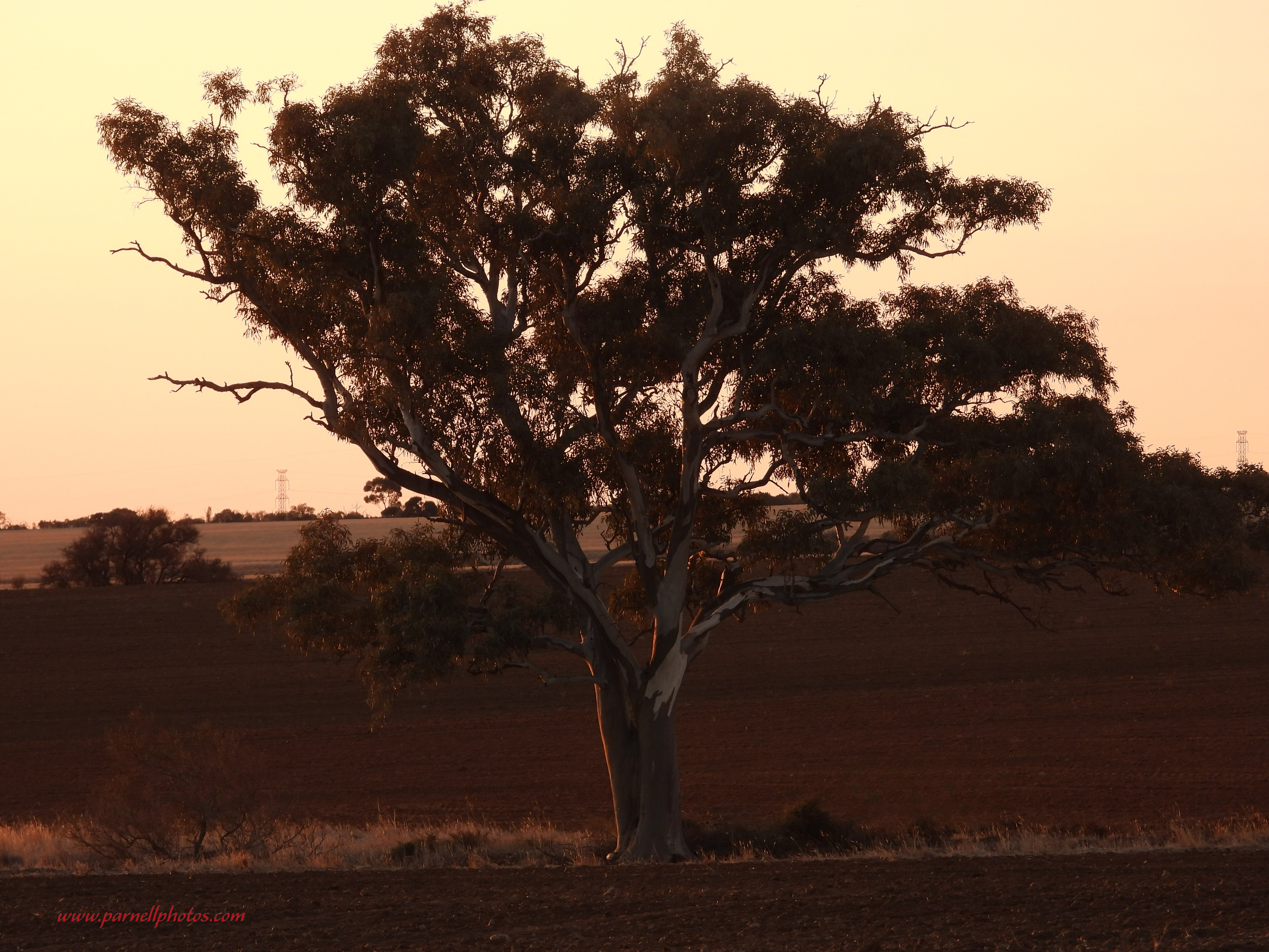 Tree at Dusk