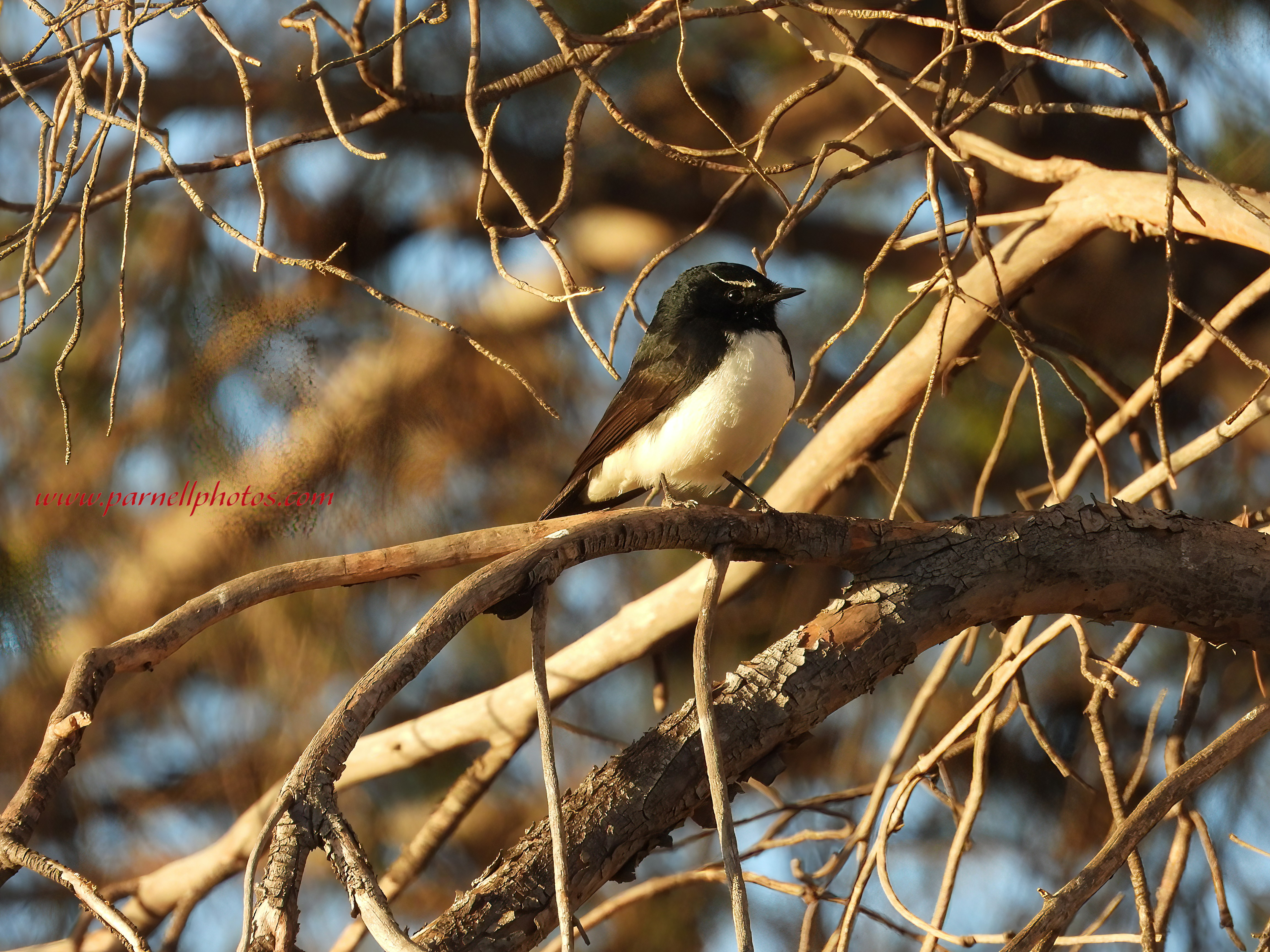 Willie Wagtail in Tree