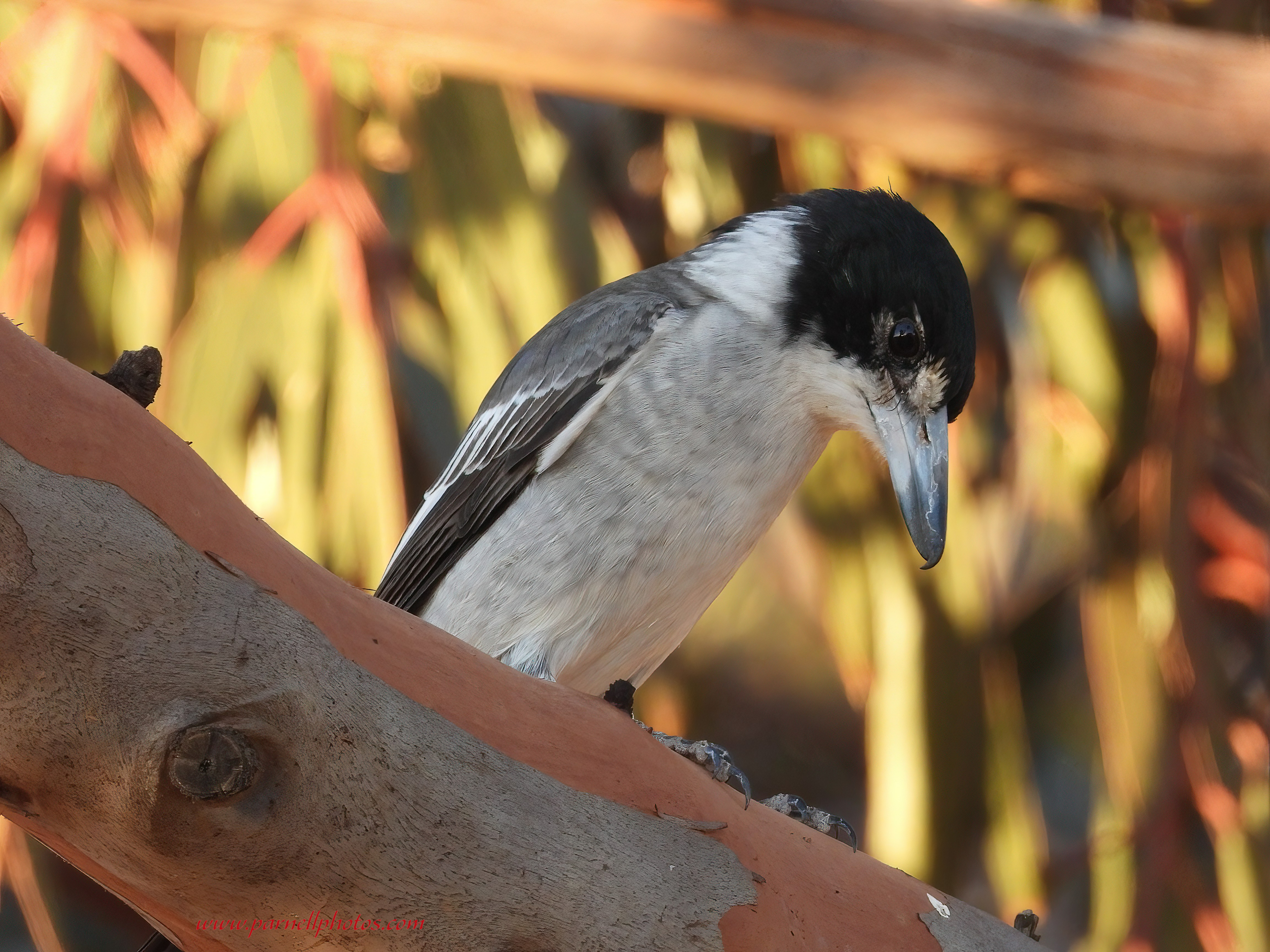 Wistful Grey Butcherbird