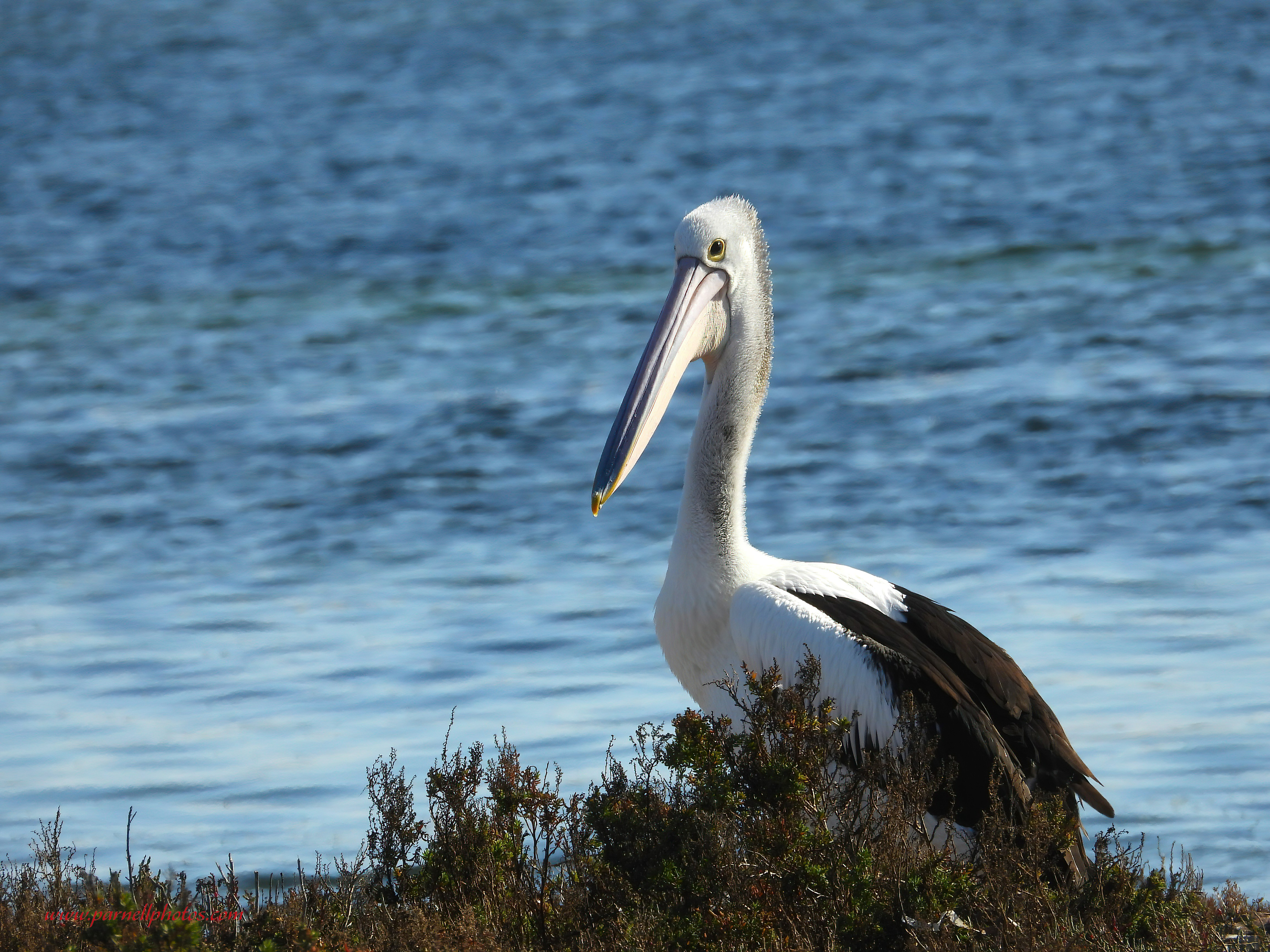 Another Pelican