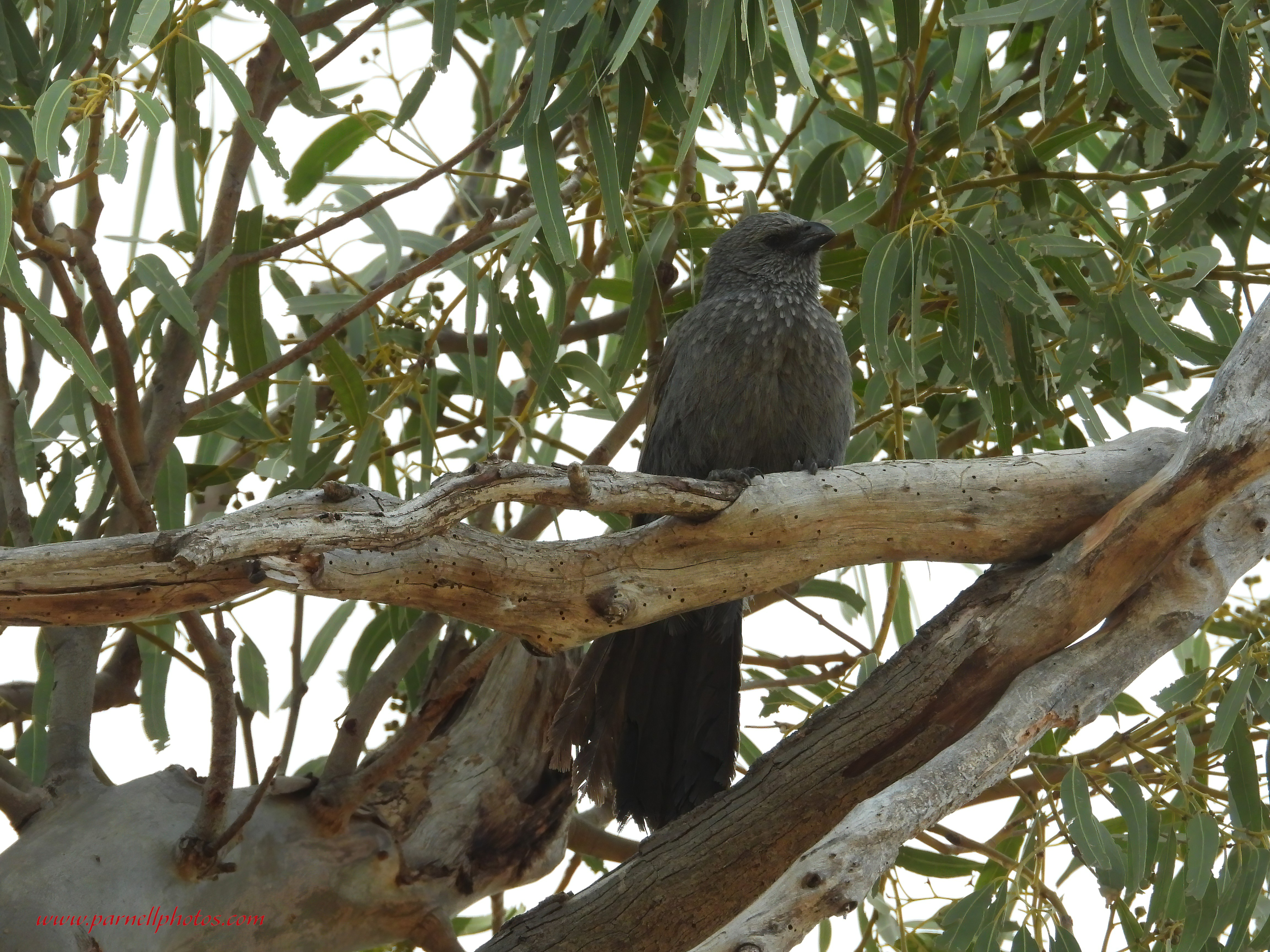 Apostlebird in Tree