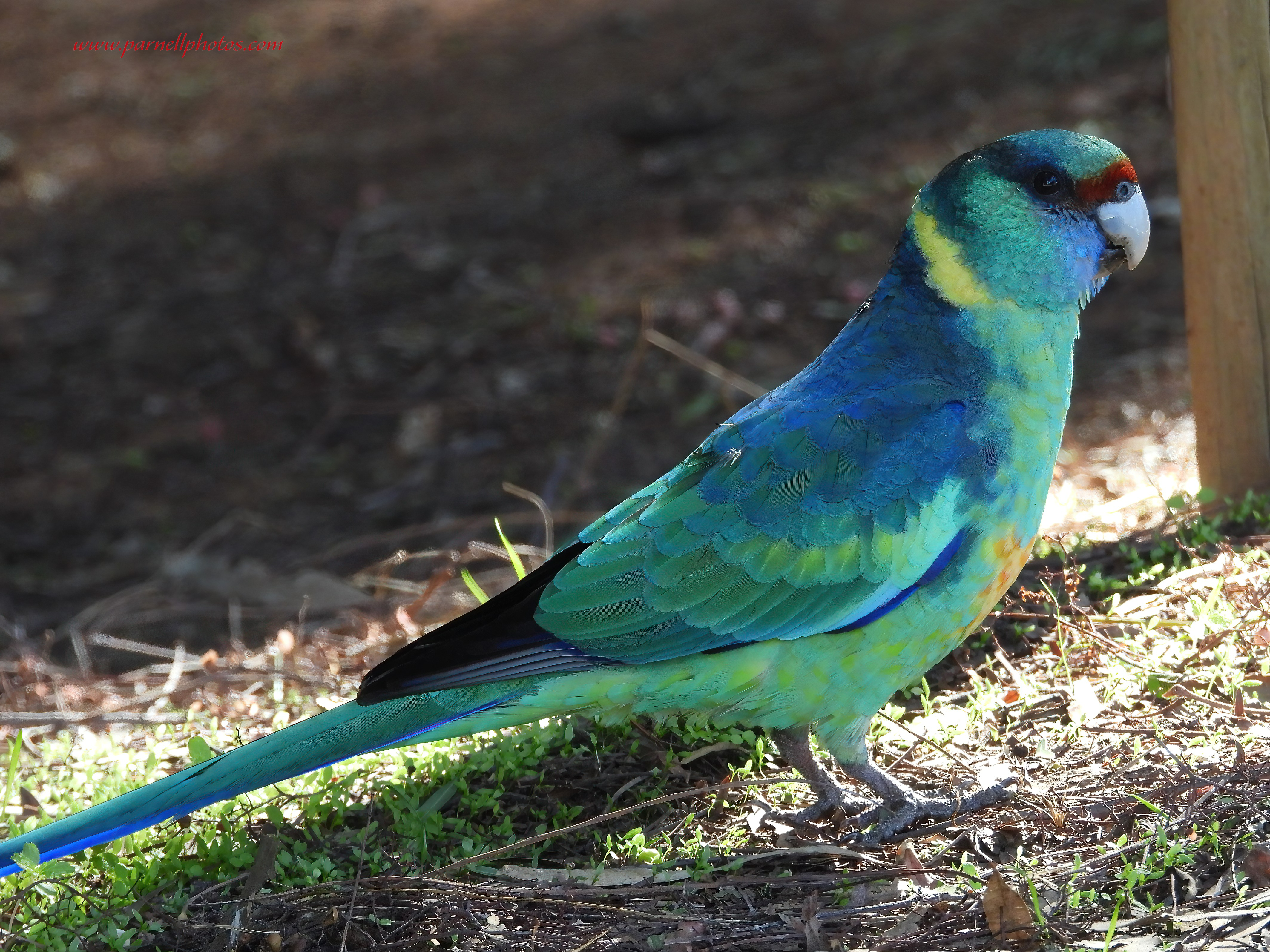 Mallee Ringneck on Ground